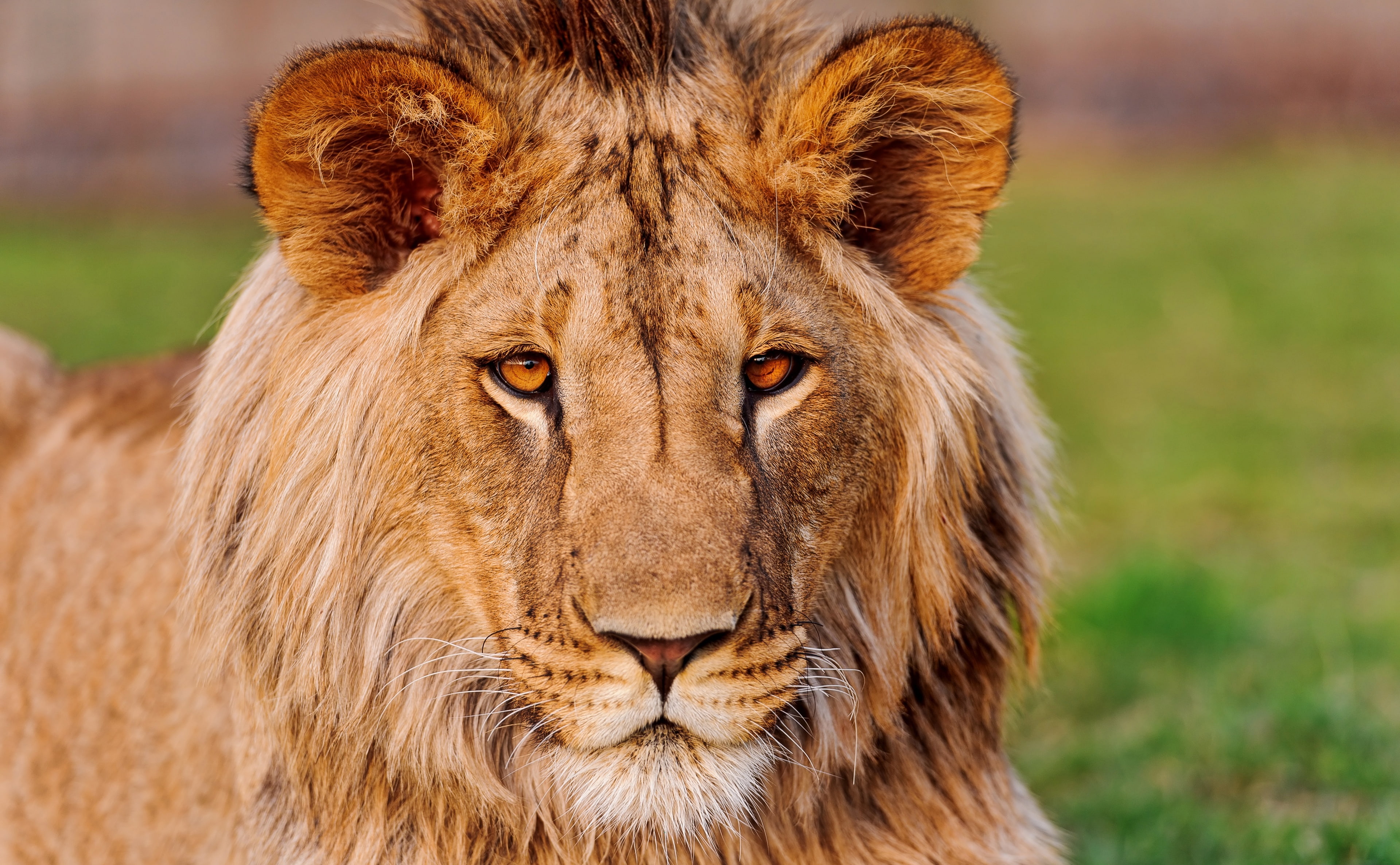 undomesticated cat, 4K, African, Living, adult, close-up, animal themes, animal body part, mammal, big cat, animal head, animals in the wild, Animals, HD Wallpaper