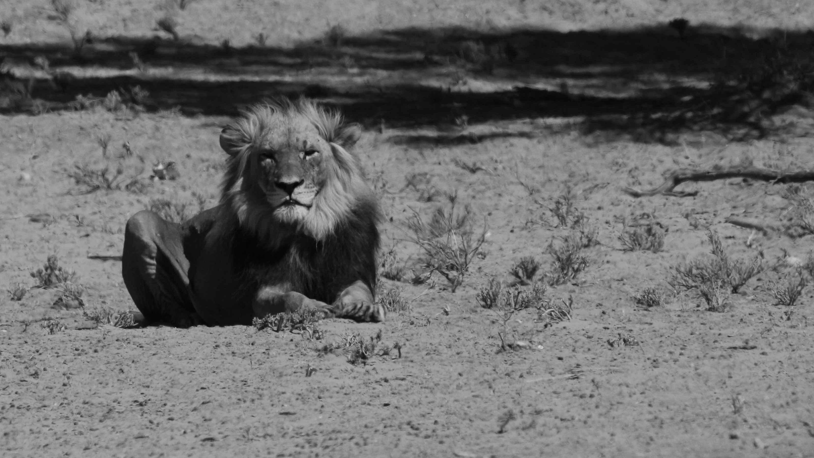 no people, 2K, animal wildlife, feline, wildlife, animal, day, african, africa, relaxation, vertebrate, cat, black, nature, animal themes, white, leo, HD Wallpaper