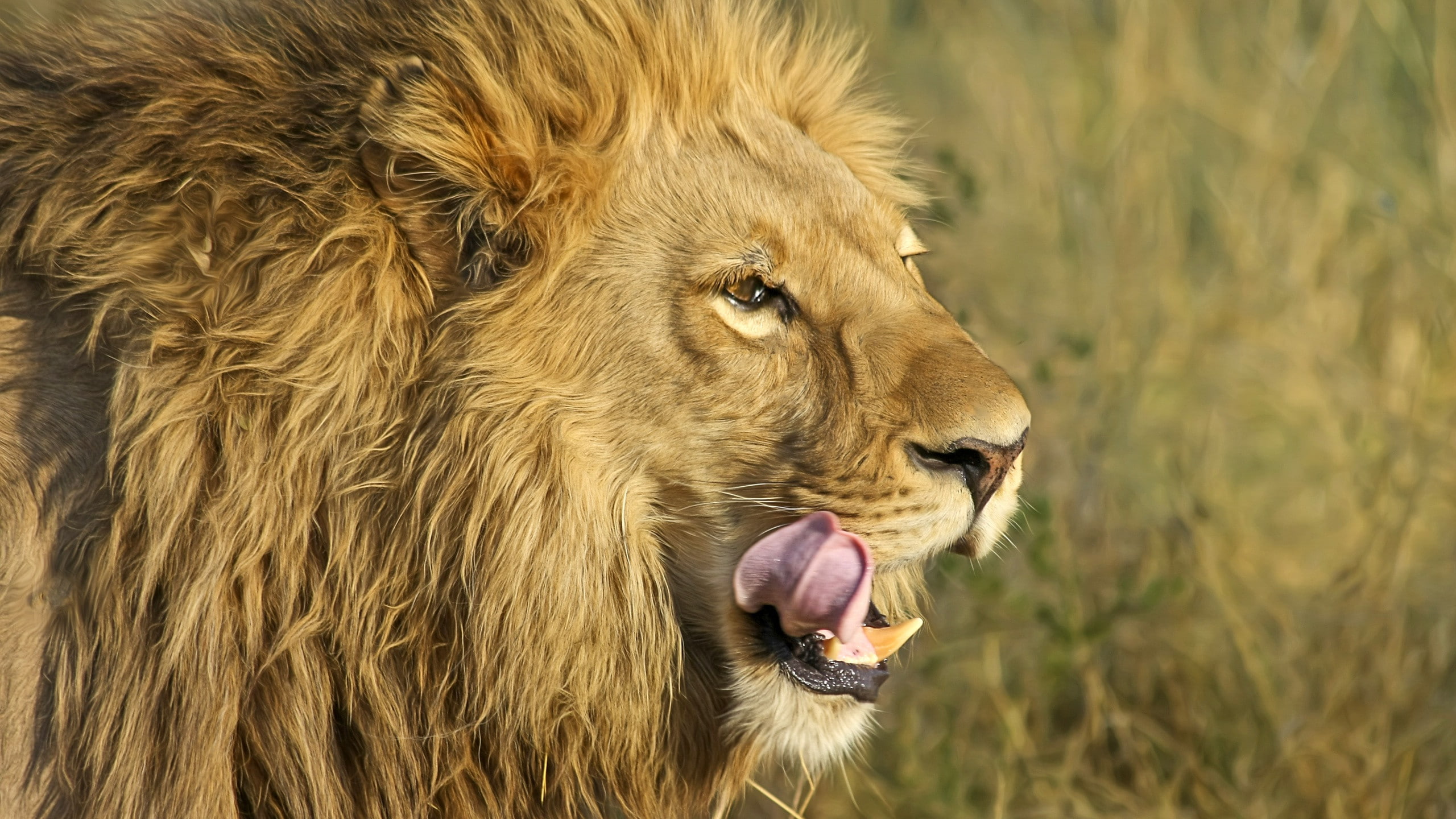 Lion, 2K, South, African, 4k pics, HD Wallpaper