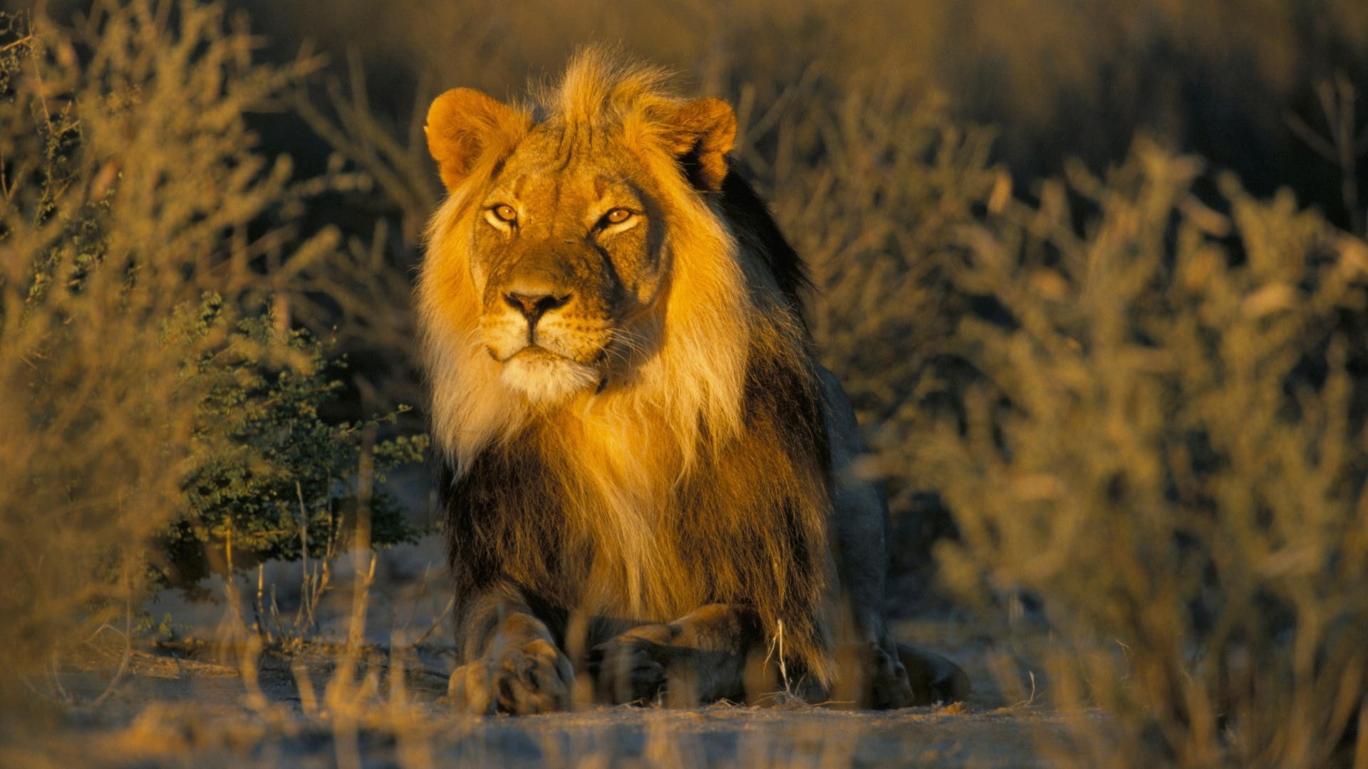 1080P, sunsets, animals, hd, nature, x, african, art, male, sunset, lions, HD Wallpaper