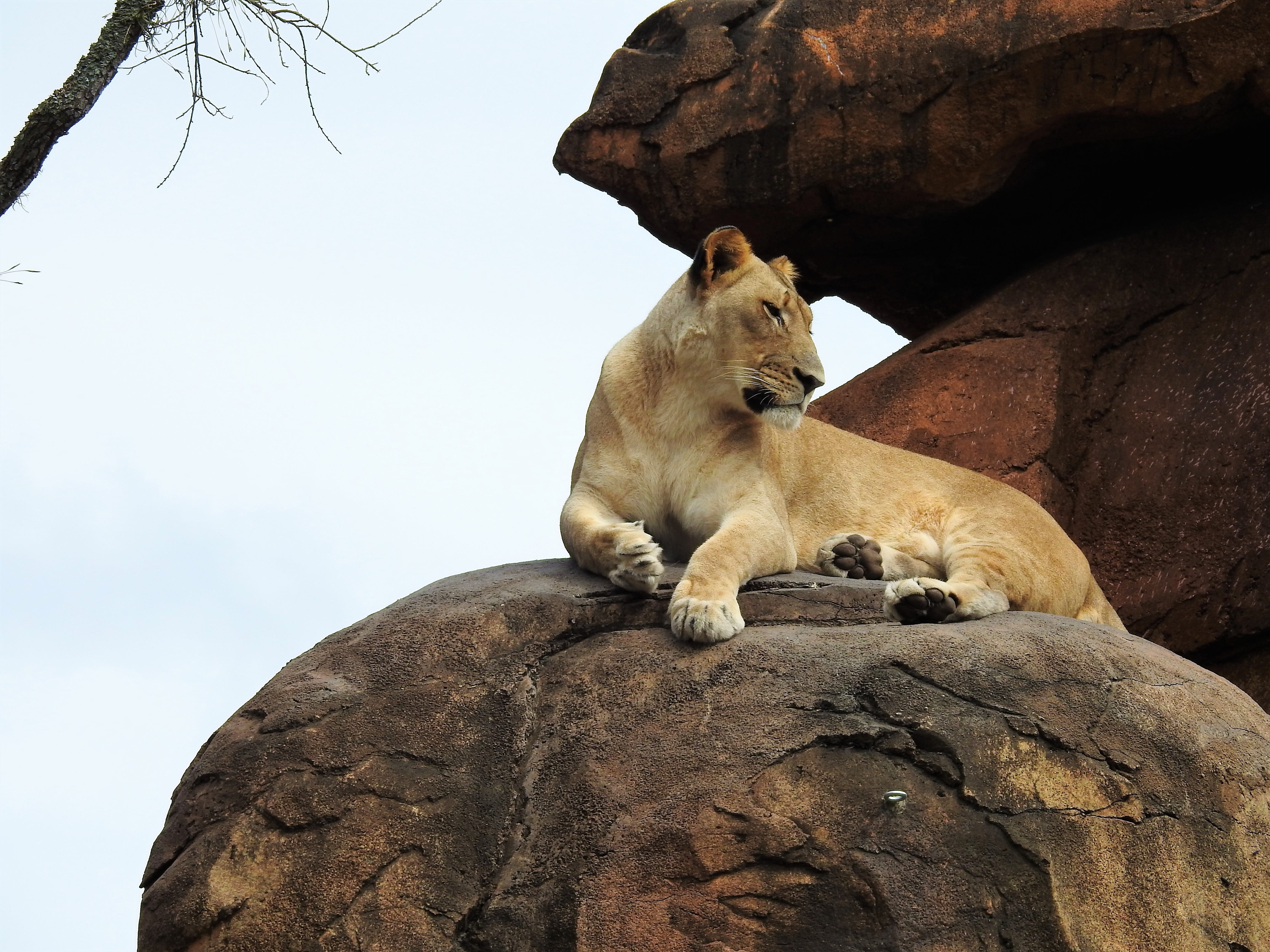 relaxation, tree, cat, resting, african, rock - object, one animal, sky, wildlife, feline, nature, 4K, no people, lion - feline, rock, predator, mammal, HD Wallpaper