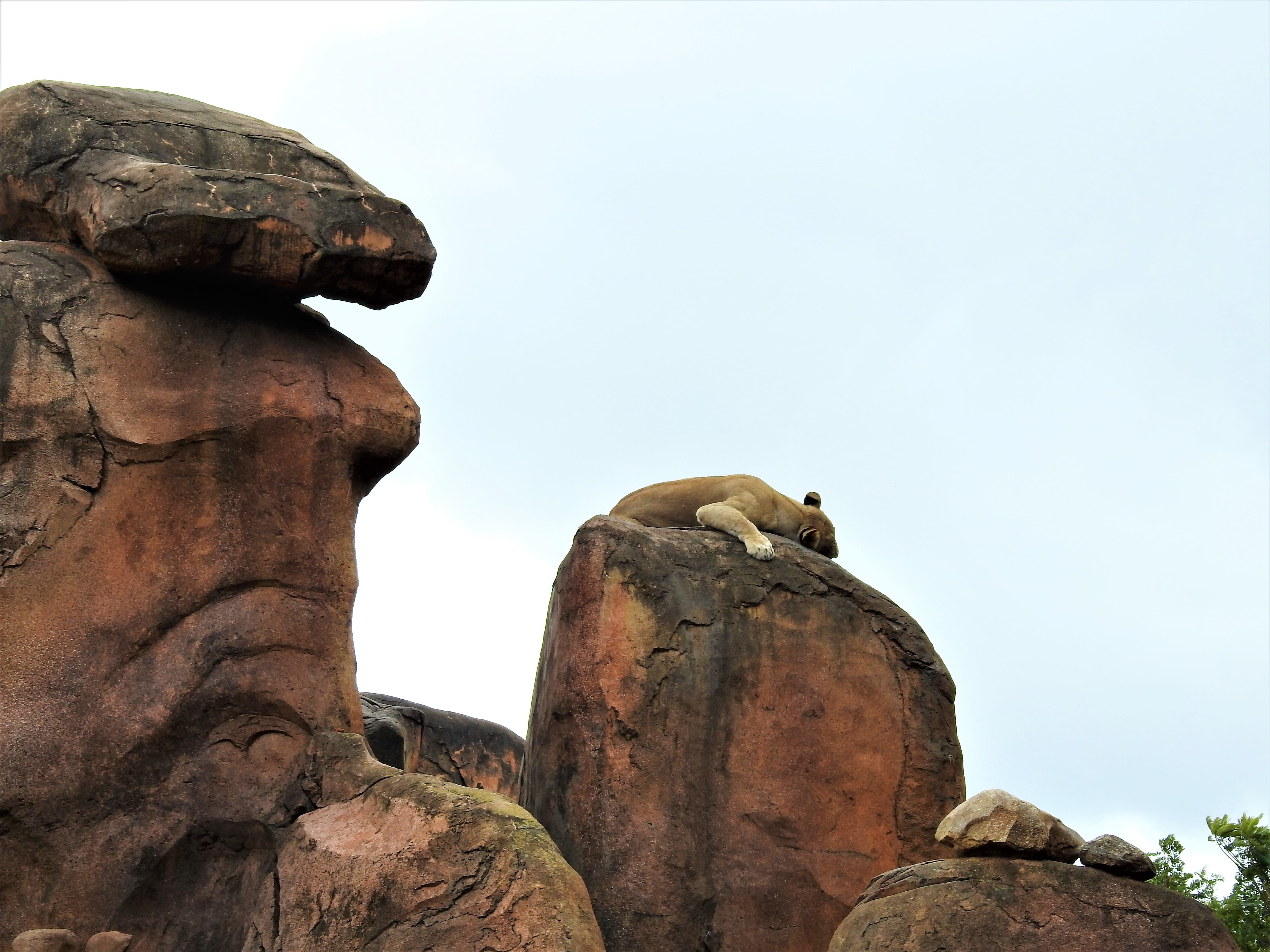 vertebrate, king, clear sky, predator, low angle view, mammal, african, animal, rock - object, solid, monkey, day, 4K, wildlife, rock formation, no people, HD Wallpaper