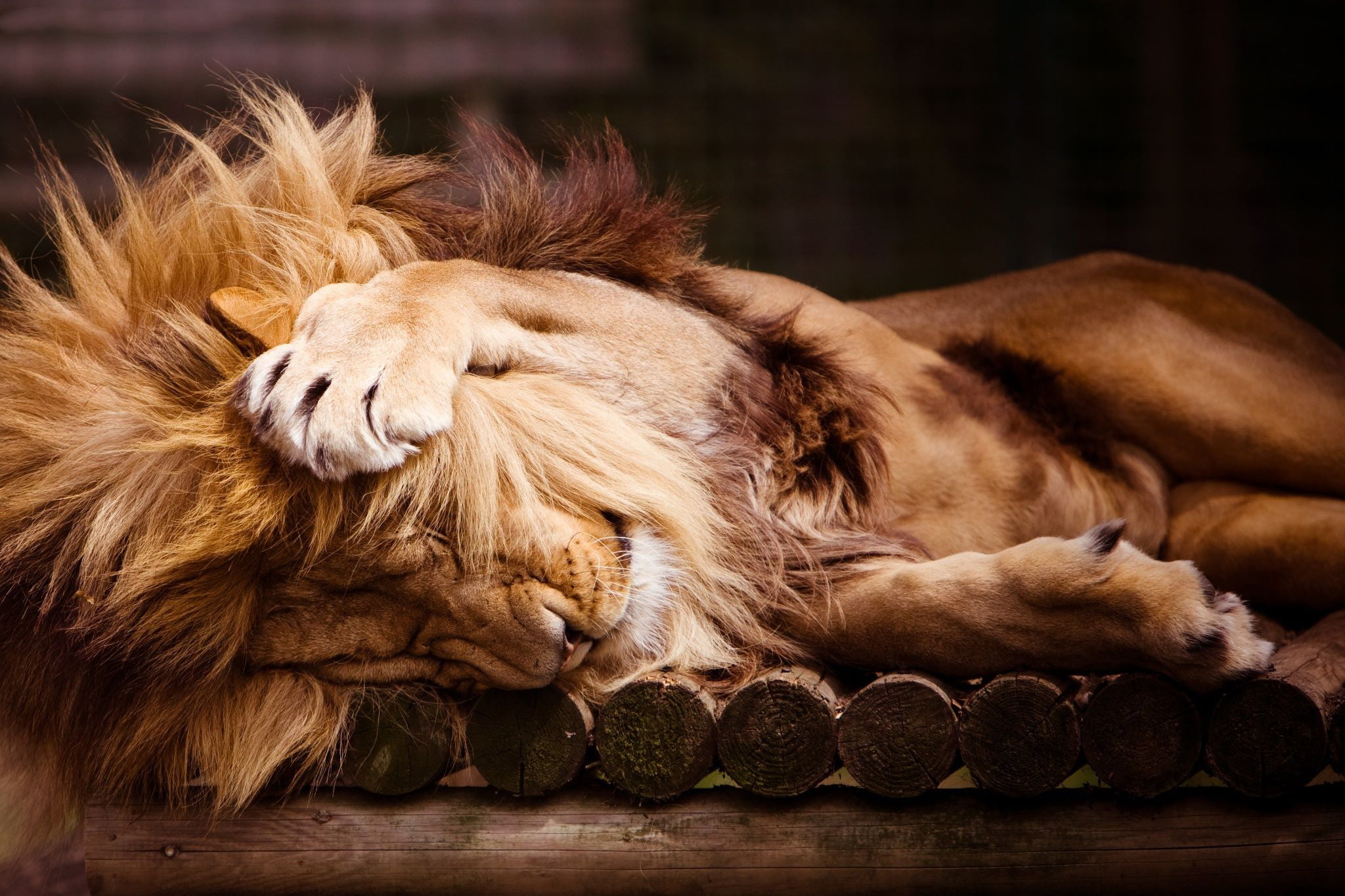 pets, zoo, undomesticated cat, adult, one animal, carnivora, resting, lion - feline, eyes closed, animal family, 1080P, paws, feline, sleeping, mammal, HD Wallpaper
