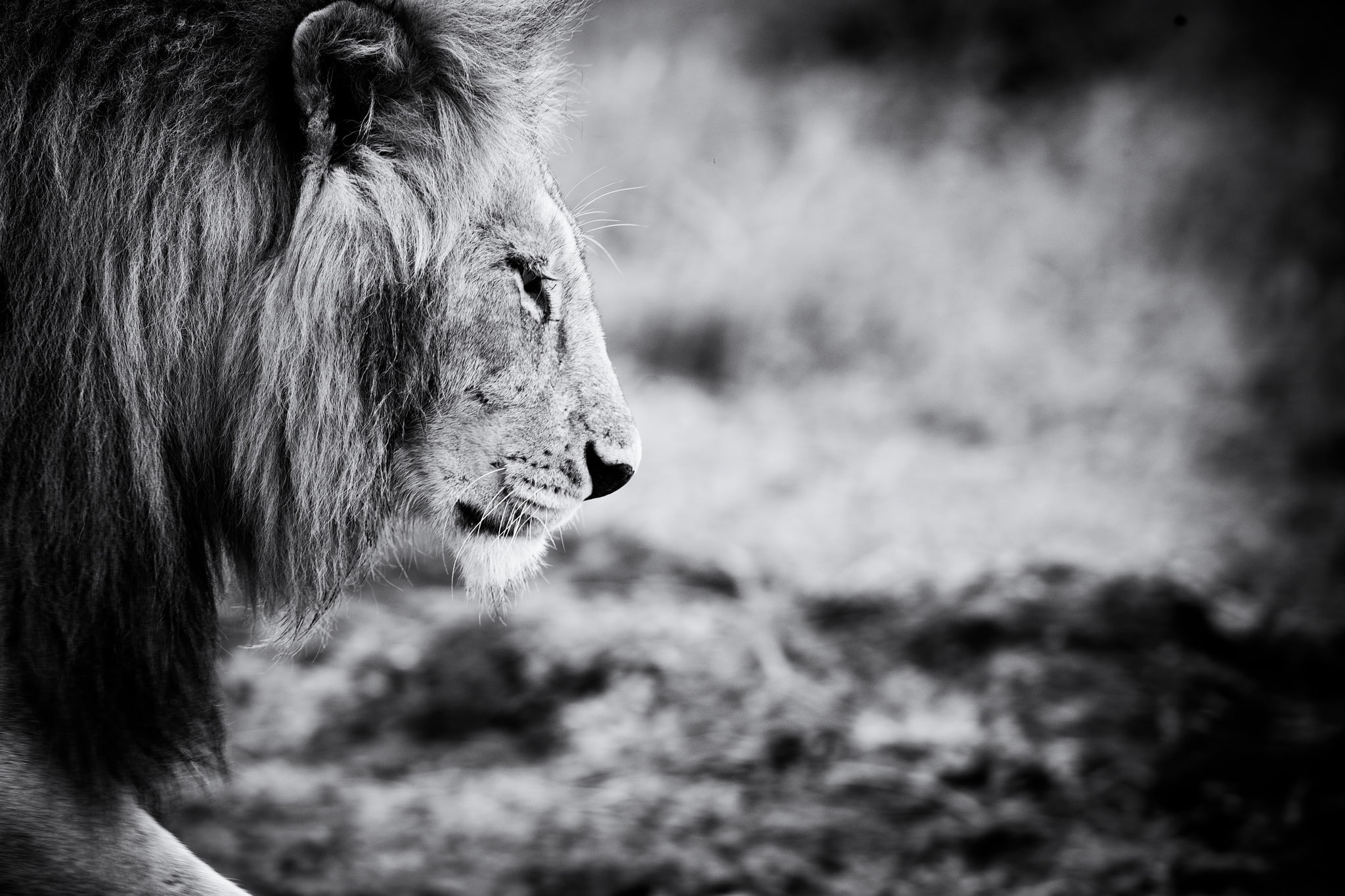 Leo, photo, animal, black and white, grayscale, lion, 1080P, animals, HD Wallpaper