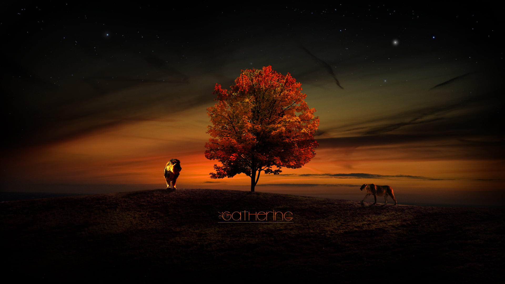 landscape, sun, leafed, 1080P, Leo, summer, sunlight, the sky, night, young Adult, lifestyles, star - space, nature, stars, sport, tranquil scene, change, HD Wallpaper
