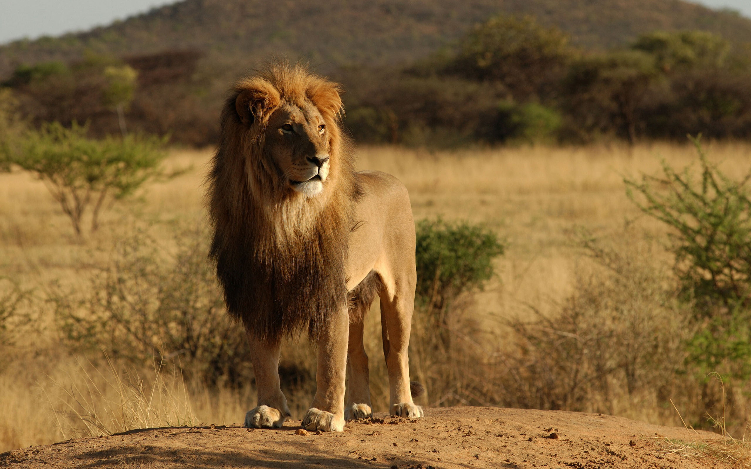 safari Animals, standing, east Africa, wildlife Reserve, outdoors, serengeti National Park, 2K, cat, south Africa, lions, undomesticated Cat, tree, big Cat, HD Wallpaper