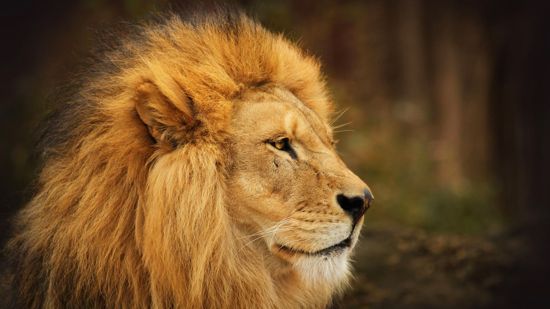 mane, background, Leo, fon, 1080P, face, lion, HD Wallpaper