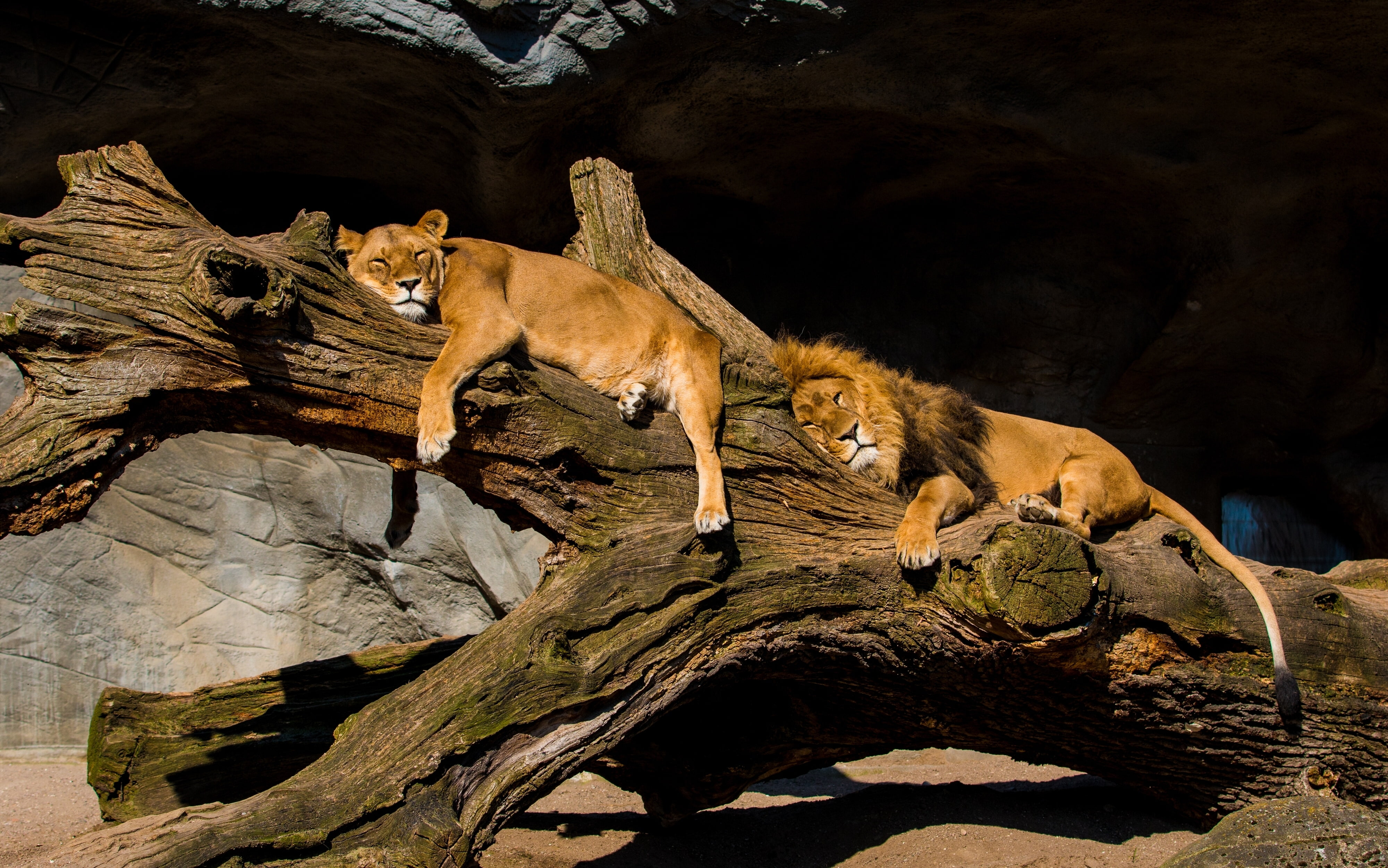 a couple, lioness, relax, stay, lions, Leo, log, 4K, HD Wallpaper