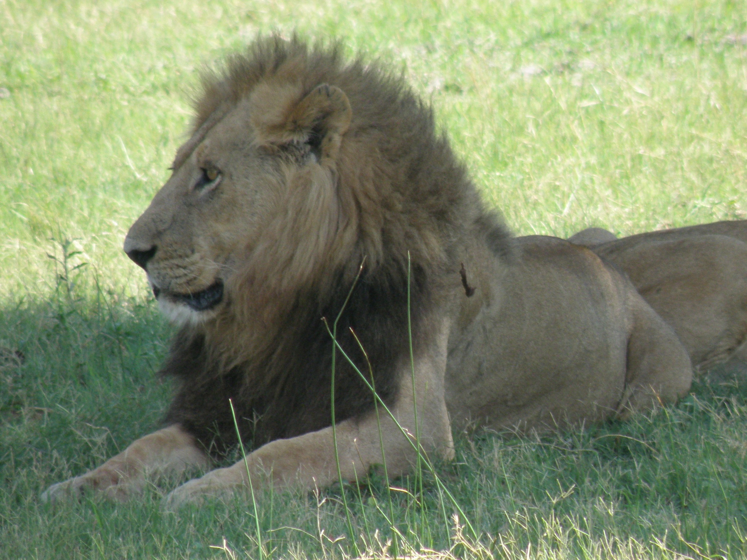 feline, panthera, africa, lion, botswana, day, animals In The Wild, undomesticated Cat, dangerous, okavango delta, land, lion - Feline, leo, grass, kenya, HD Wallpaper
