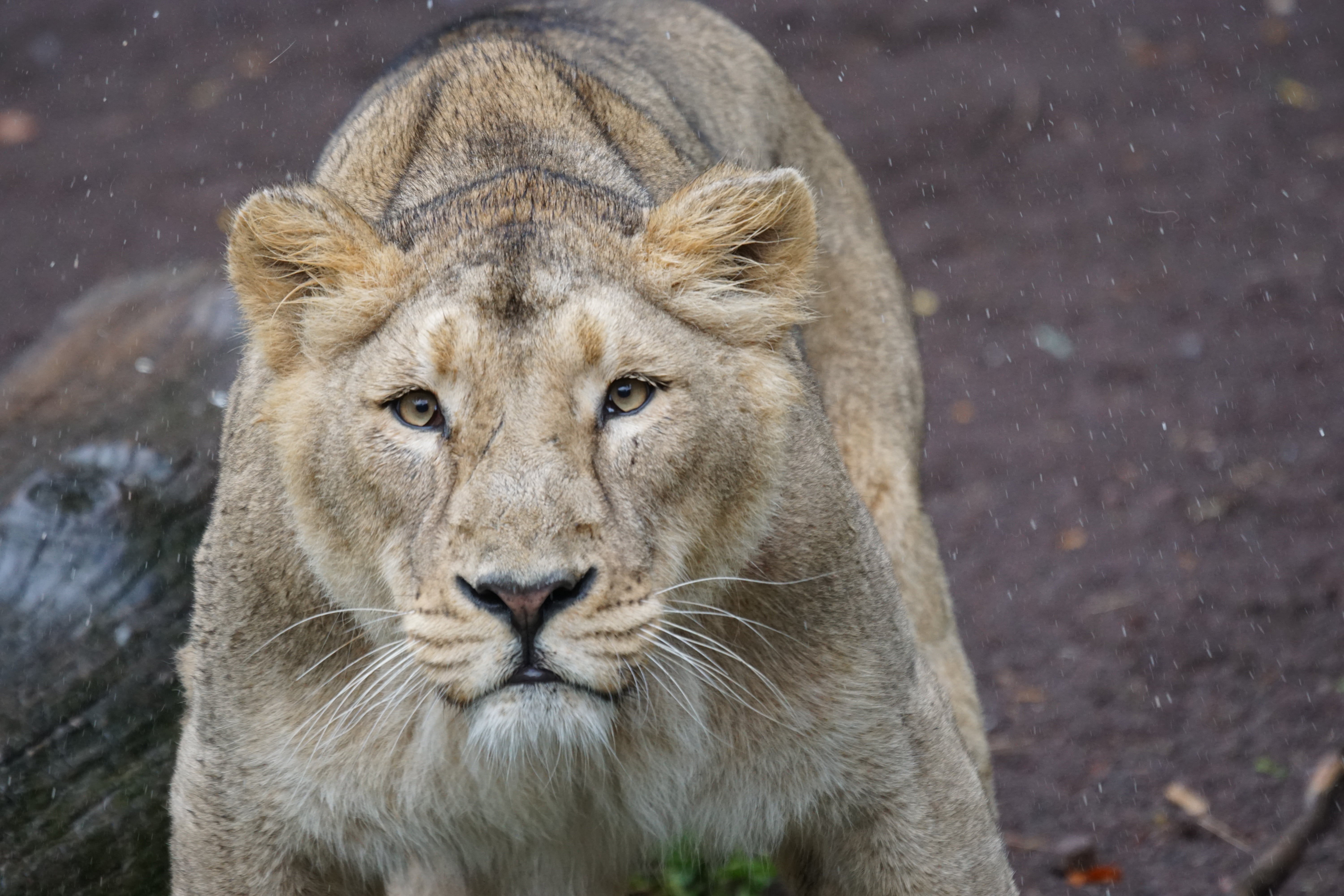 lion - feline, majestic, photography, lioness, no people, watch, vertebrate, female, predator, close-up, rain, lion, animal head, animal, portrait, feline, HD Wallpaper