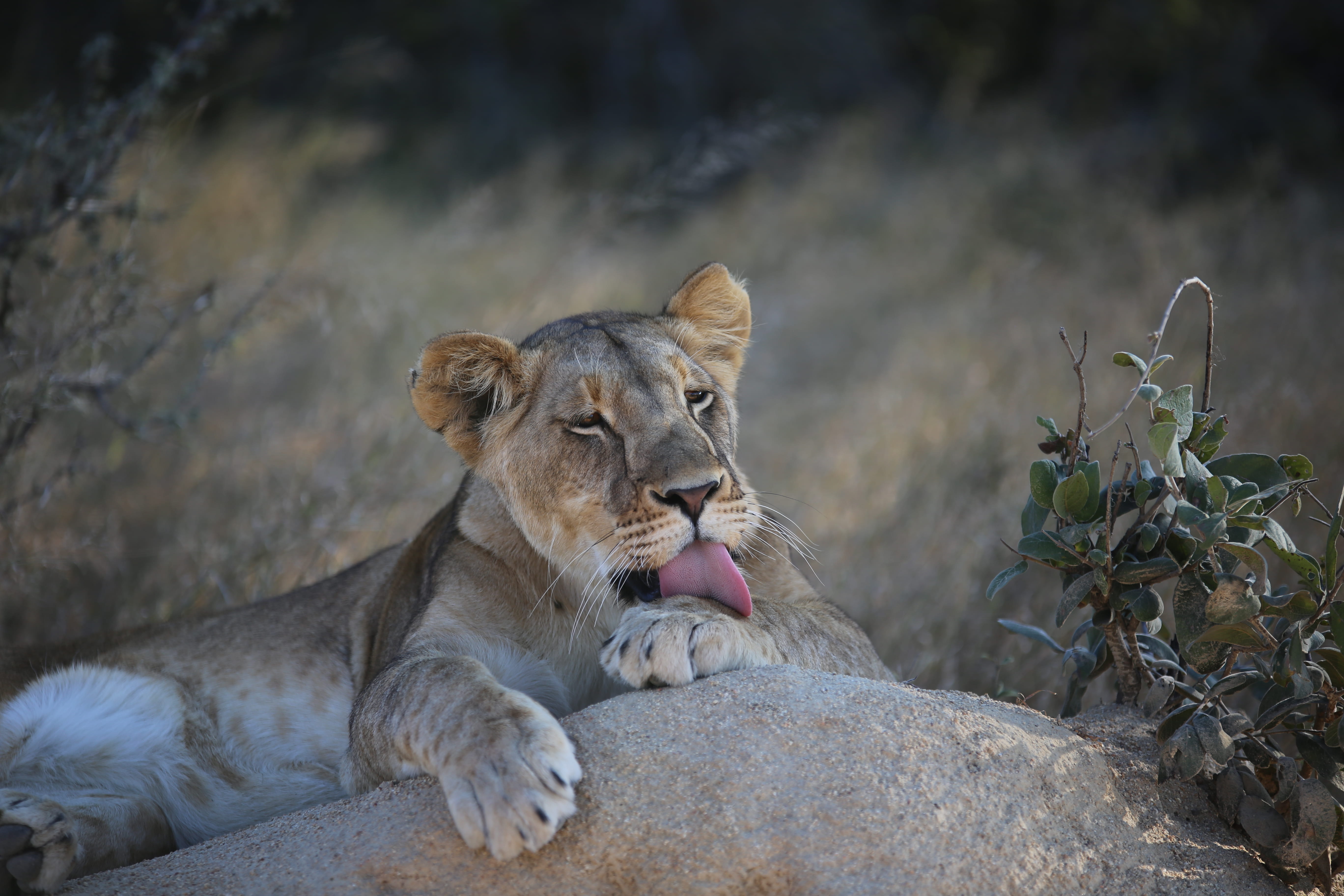 african lioness, gray, rock - object, lying, lion - feline, focus, animal, grooming, african wildlife, vertebrate, animals in the wild, rock, outdoors, HD Wallpaper