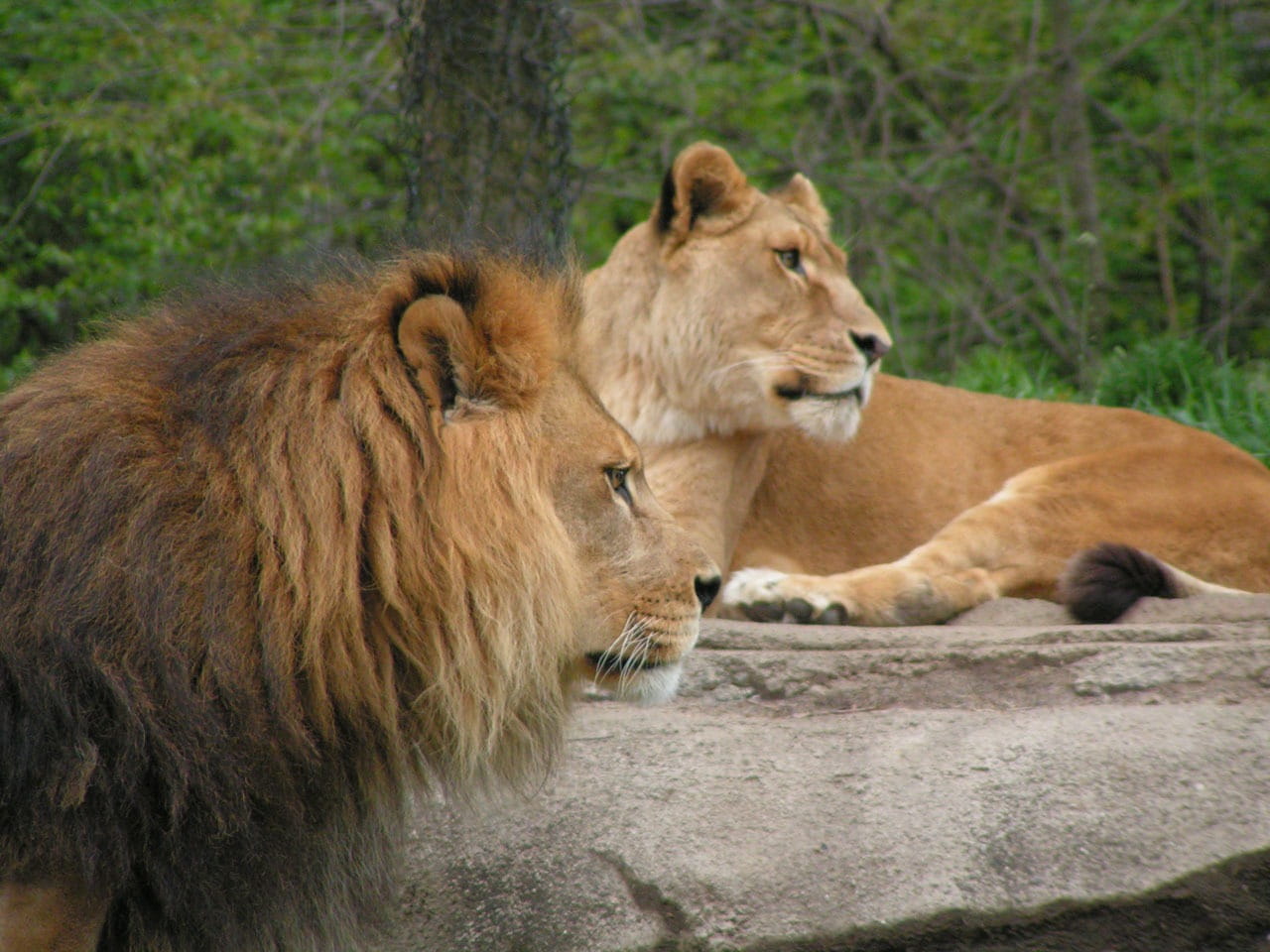 carnivore, cat, female animal, lion - feline, nature, Wild, pittsburgh, Feline, mammal, animal family, 720P, Lions, Cat, outdoors, wild, group of animals, HD Wallpaper