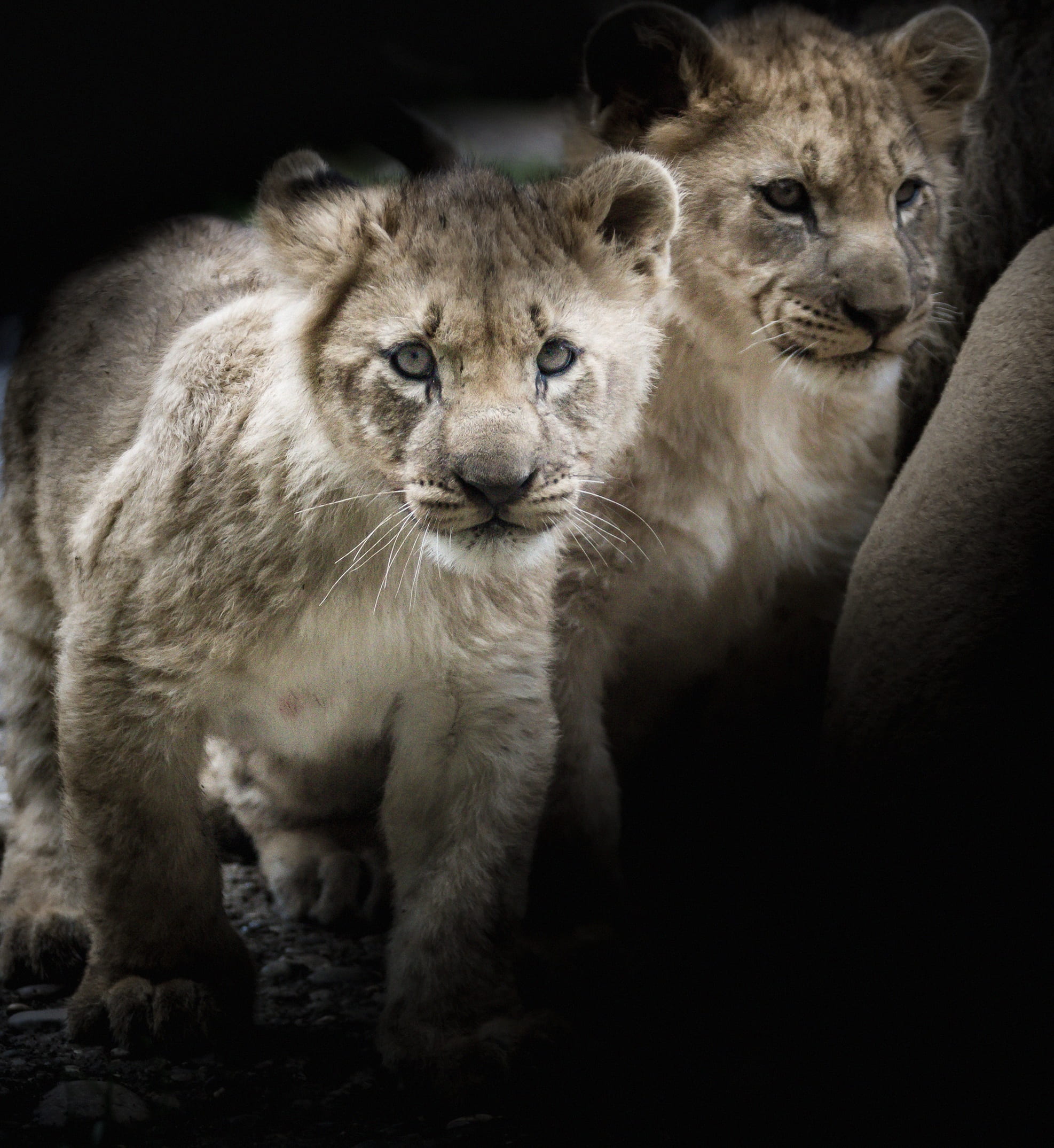 cats, wild animal, 1080P, wildcat, lion, animals in the wild, young, animal wildlife, close-up, panthera leo, vertebrate, lion - feline, selective, no people, Phone HD Wallpaper