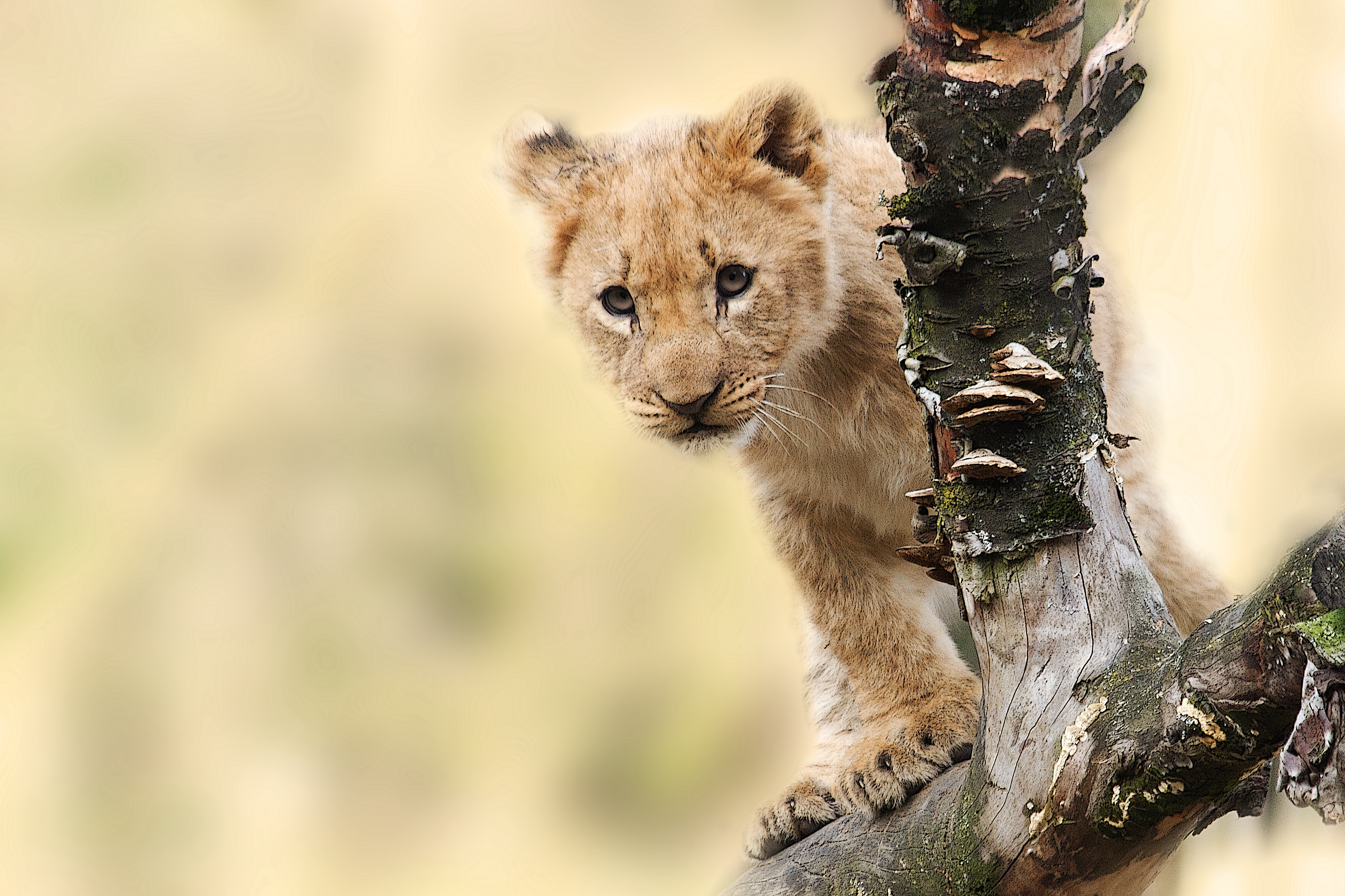tree, youth, 5K, carnivora, mammal, cat, day, branch, cub, trunk, outdoors, animal themes, animal wildlife, wildlife, feline, big cat, lion portrait, animal portrait, HD Wallpaper