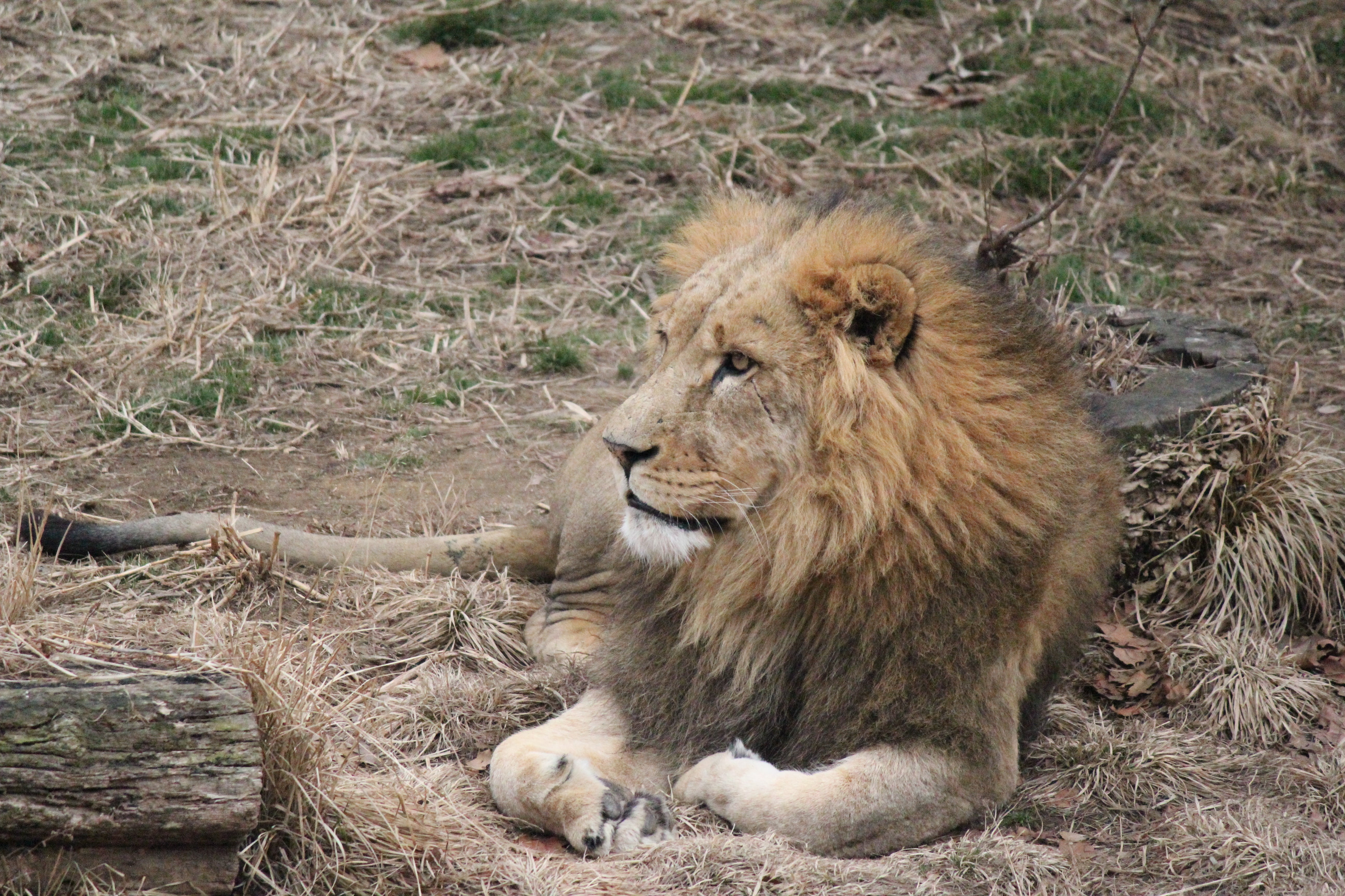 mane, animal, grass, africa, lion, savannah, panthera, big Cat, cat, animals In The Wild, resting, safari Animals, land, animal themes, carnivore, one animal, HD Wallpaper