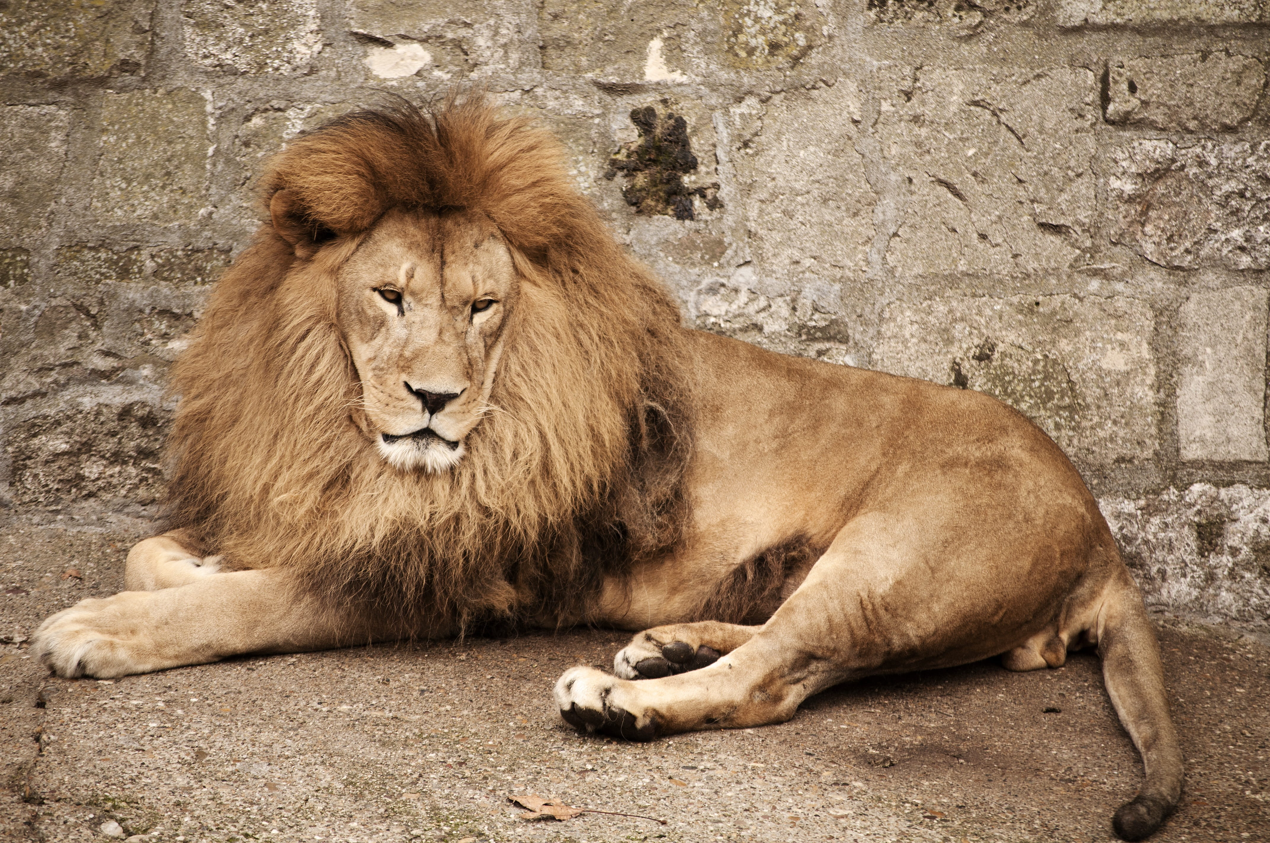 mammal, leo, fur, lion - feline, relaxation, male, resting, mane, predator, wild, cat, animals in the wild, day, 4K, big, animal themes, outdoors, male animal, HD Wallpaper