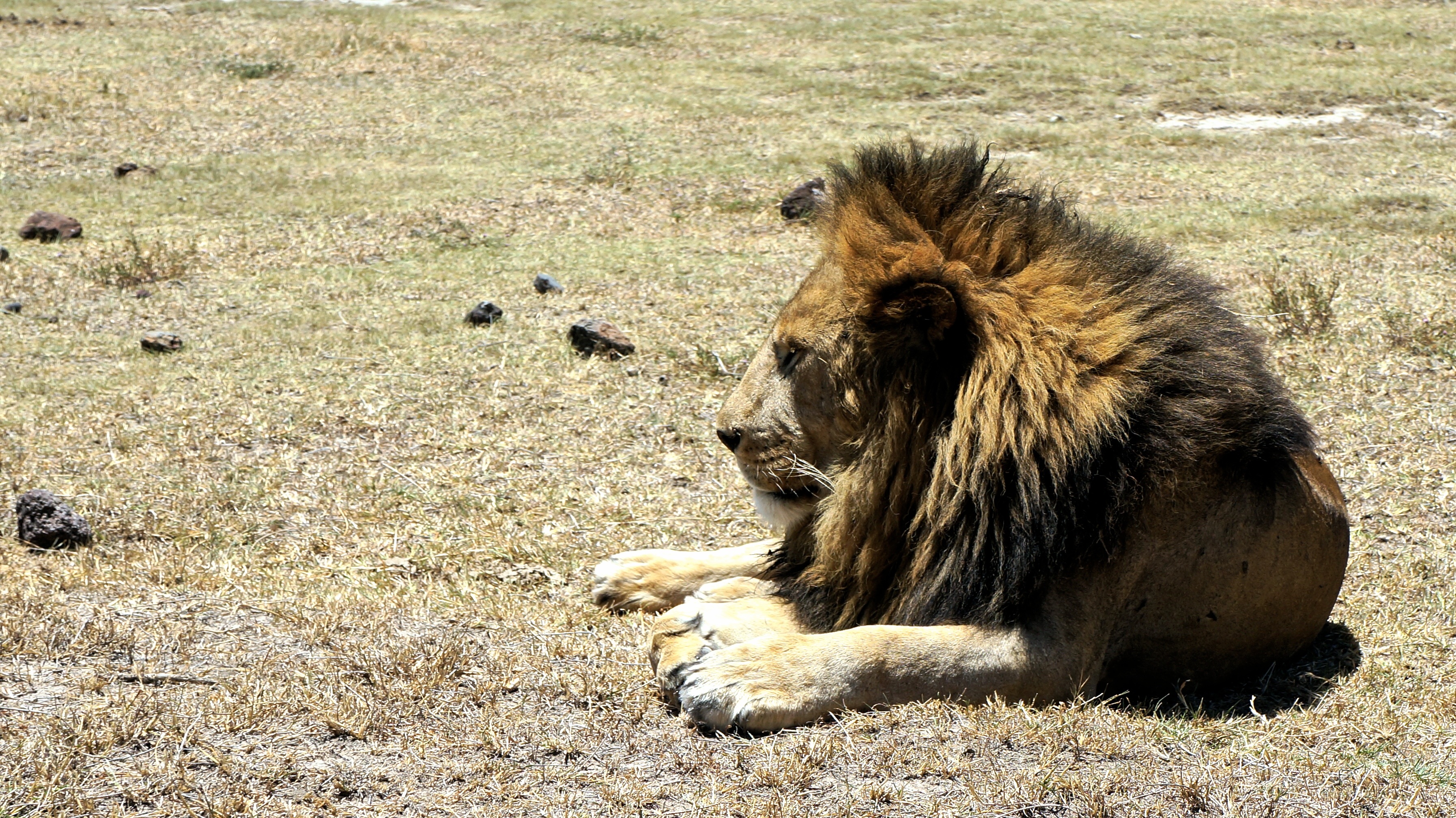 no people, male animal, wildcat, undomesticated cat, field, cat, lion - feline, vertebrate, day, animal, feline, group of animals, animal wildlife, outdoors, HD Wallpaper
