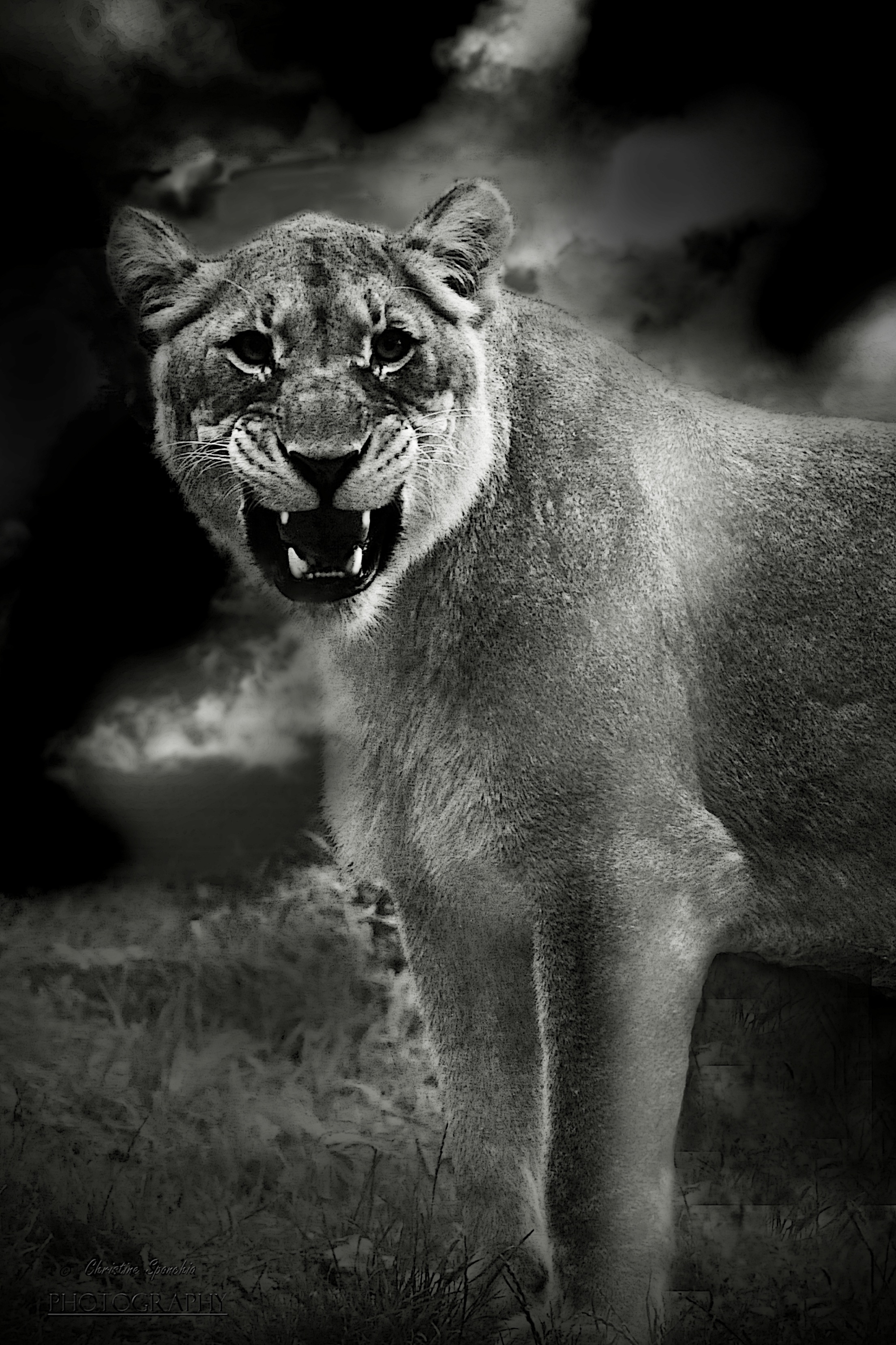lion - feline, wild animal, lioness, animals in the wild, safari, fur, night, lion, africa, animal body part, south africa, posing, wildlife, roar, mystical, Phone HD Wallpaper