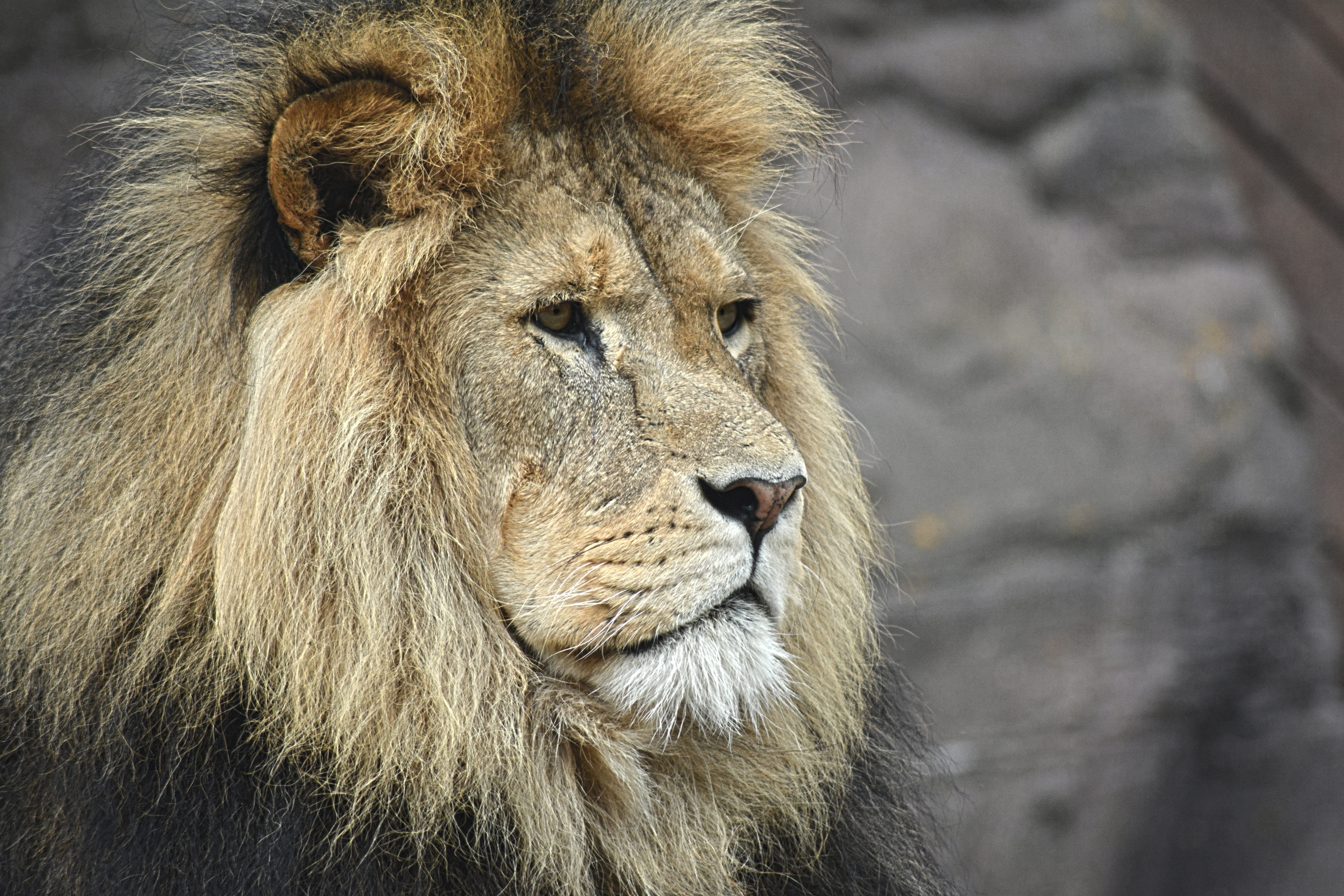 person, lion head, animal head, vertebrate, lion - feline, one animal, felline, carnivore, asia, strength, creature, wildlife, male animal, photo, predator, HD Wallpaper