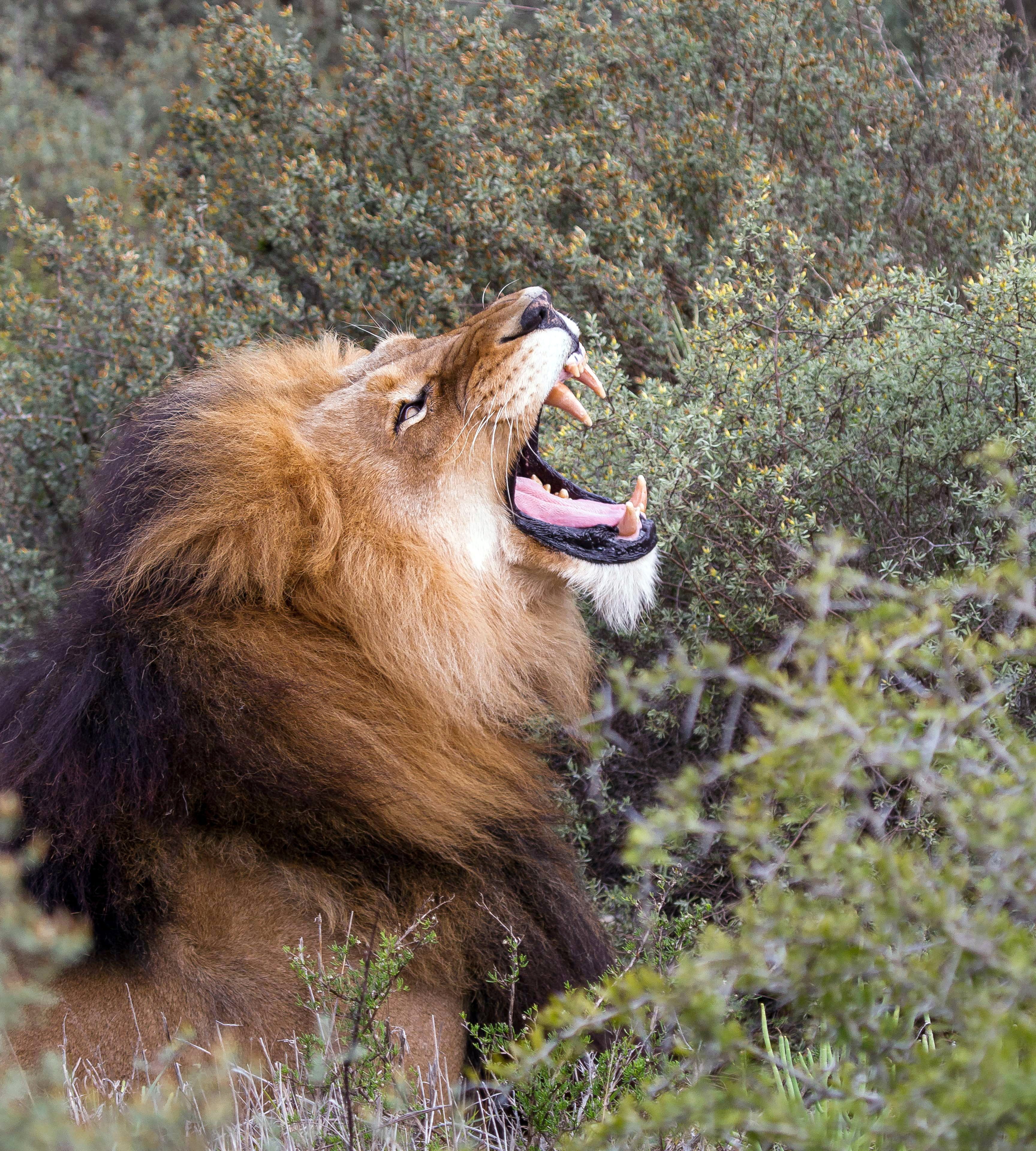 animal wildlife, south africa, lion - feline, day, no people, animal themes, roaring, one animal, vertebrate, africa, animal head, mammal, nature, mouth open, Phone HD Wallpaper