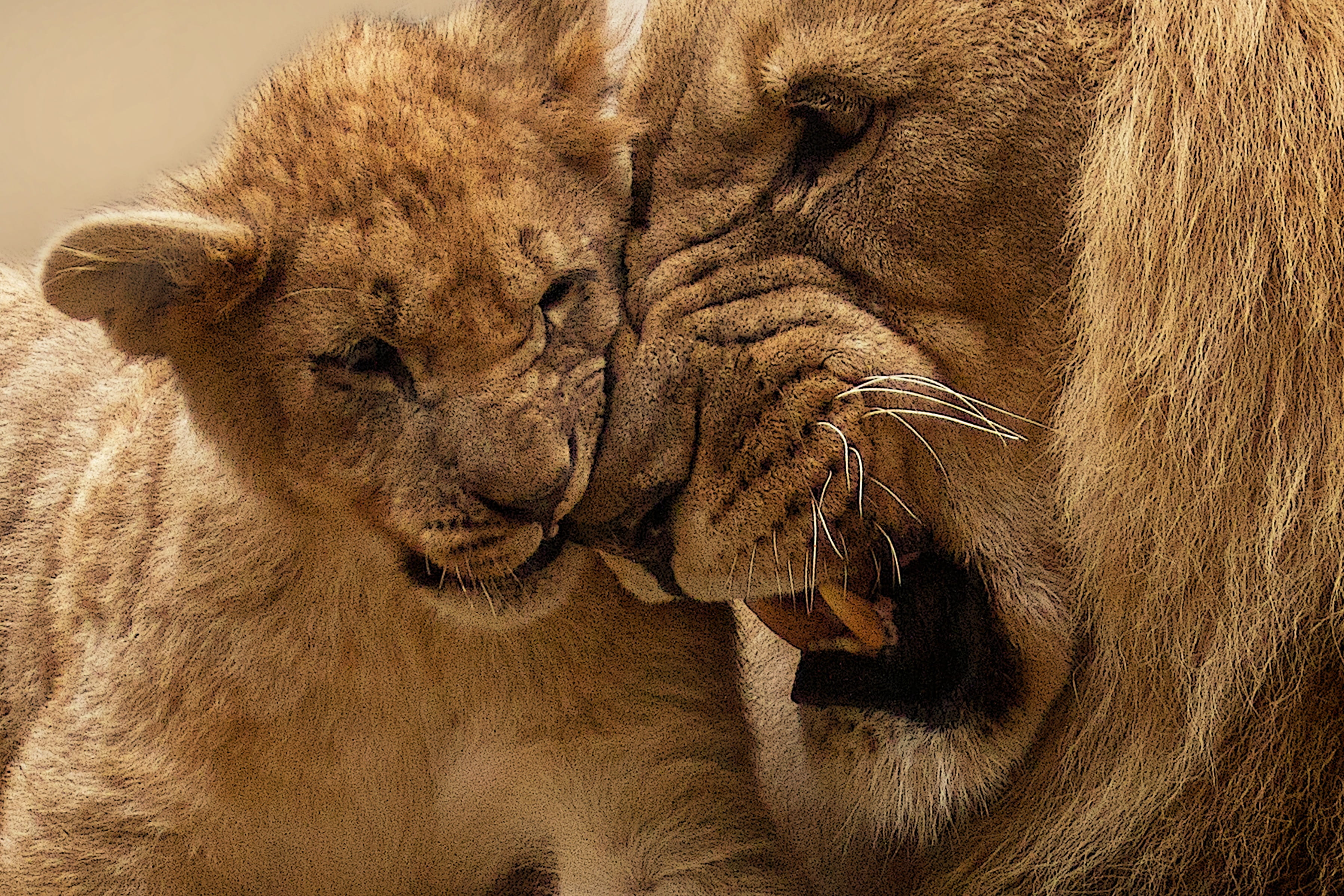 cute, roar, wild animal, small, mammal, feline, male, pride, africa, big cat, one animal, no people, fangs, young animal, predator, animal themes, vertebrate, HD Wallpaper