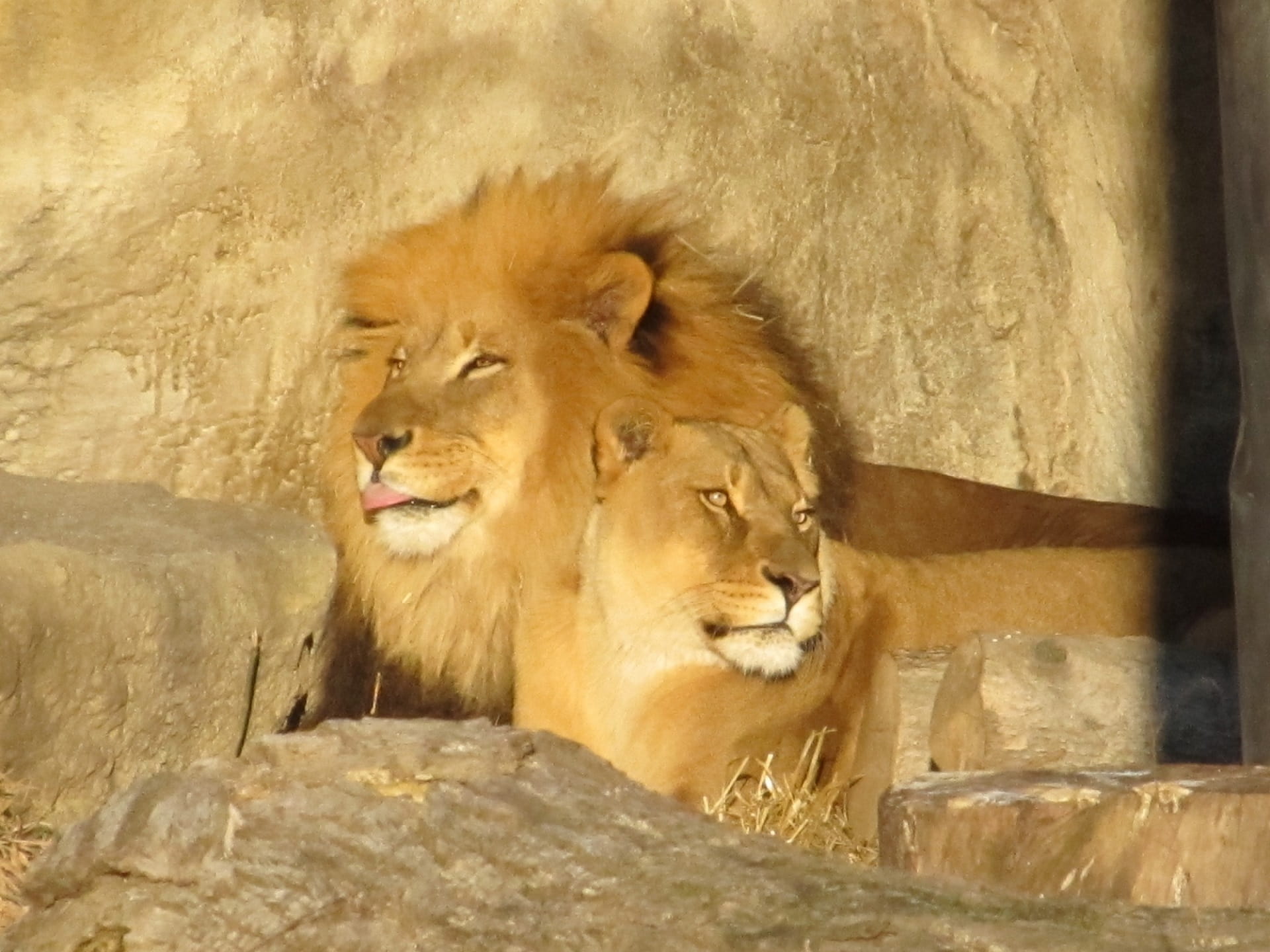 lion - feline, resting, animal wildlife, lioness, vertebrate, nature, cat, animal, animal head, habitat, mammal, panthera leo, solid, wildlife, predators, HD Wallpaper