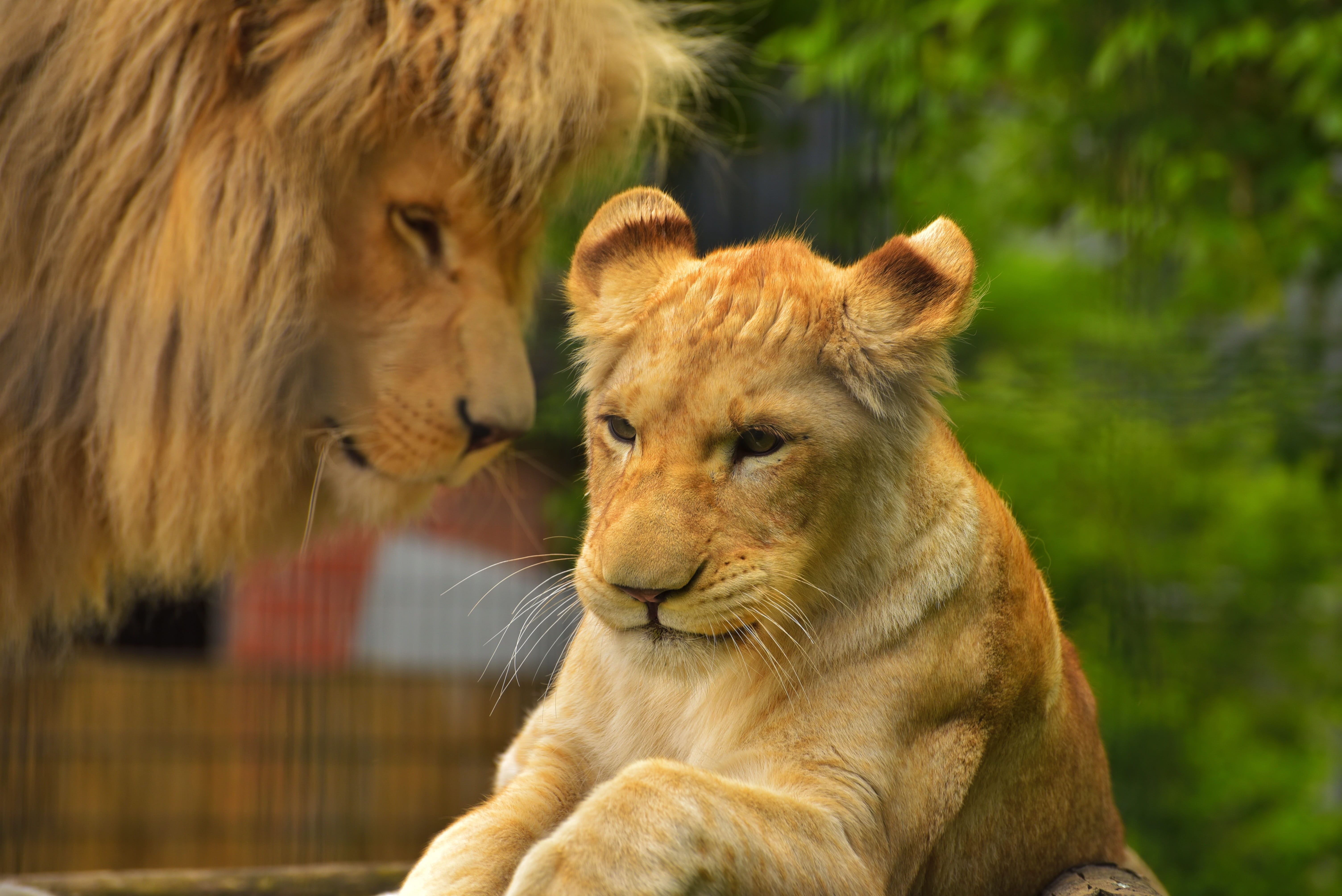 close-up, animal wildlife, feline, nature, panthera leo, majestic, animals in the wild, predator, female animal, vertebrate, looking, animal themes, eyes, HD Wallpaper