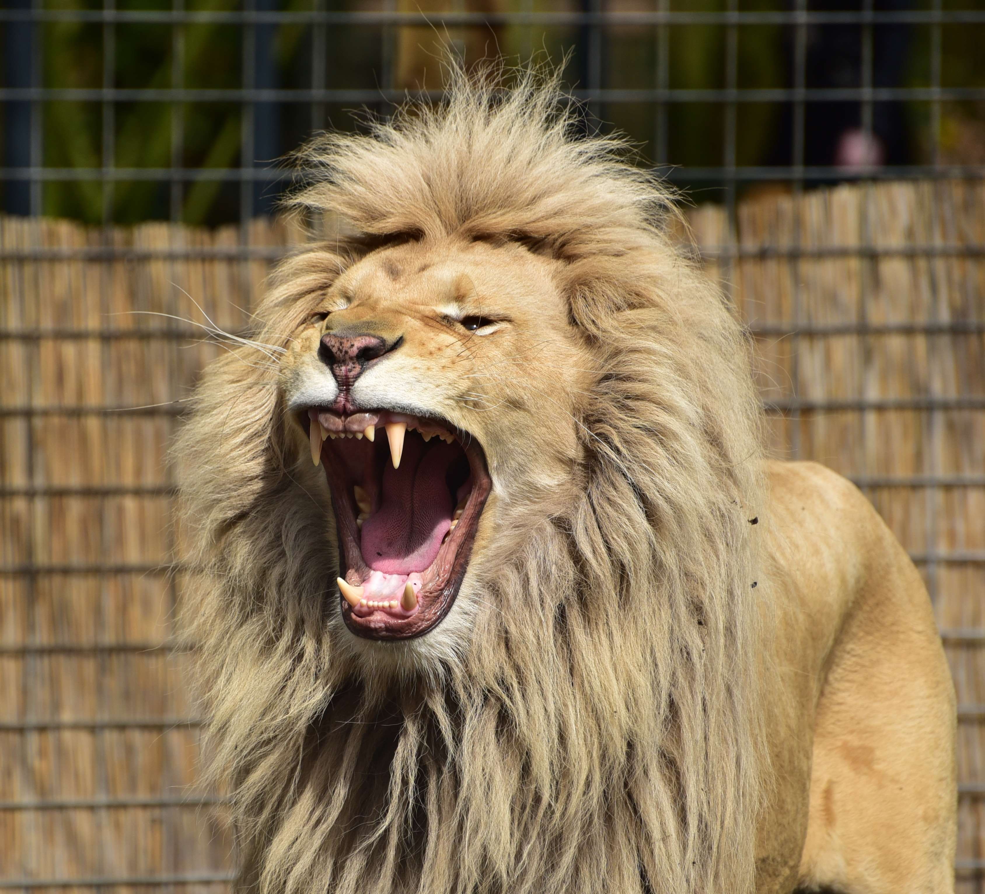 zoo, 2K, animal, lion, panthera leo, wildlife, big cat, wild cat, HD Wallpaper
