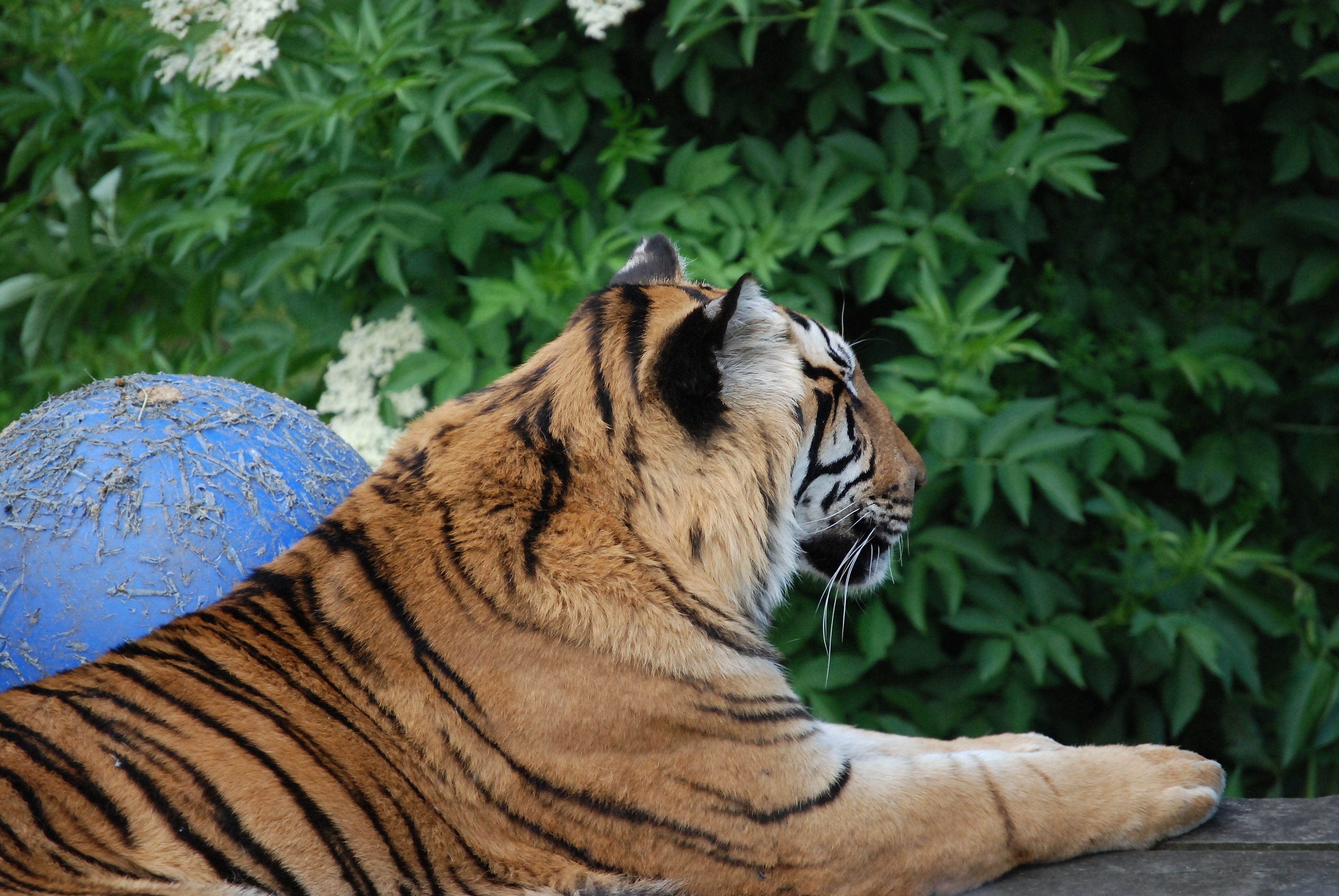 one animal, animal wildlife, zoo, relaxation, mammal, man-eater, big cat, animal, close-up, beautiful, outdoors, nature, no people, day, profile view, wildlife, HD Wallpaper