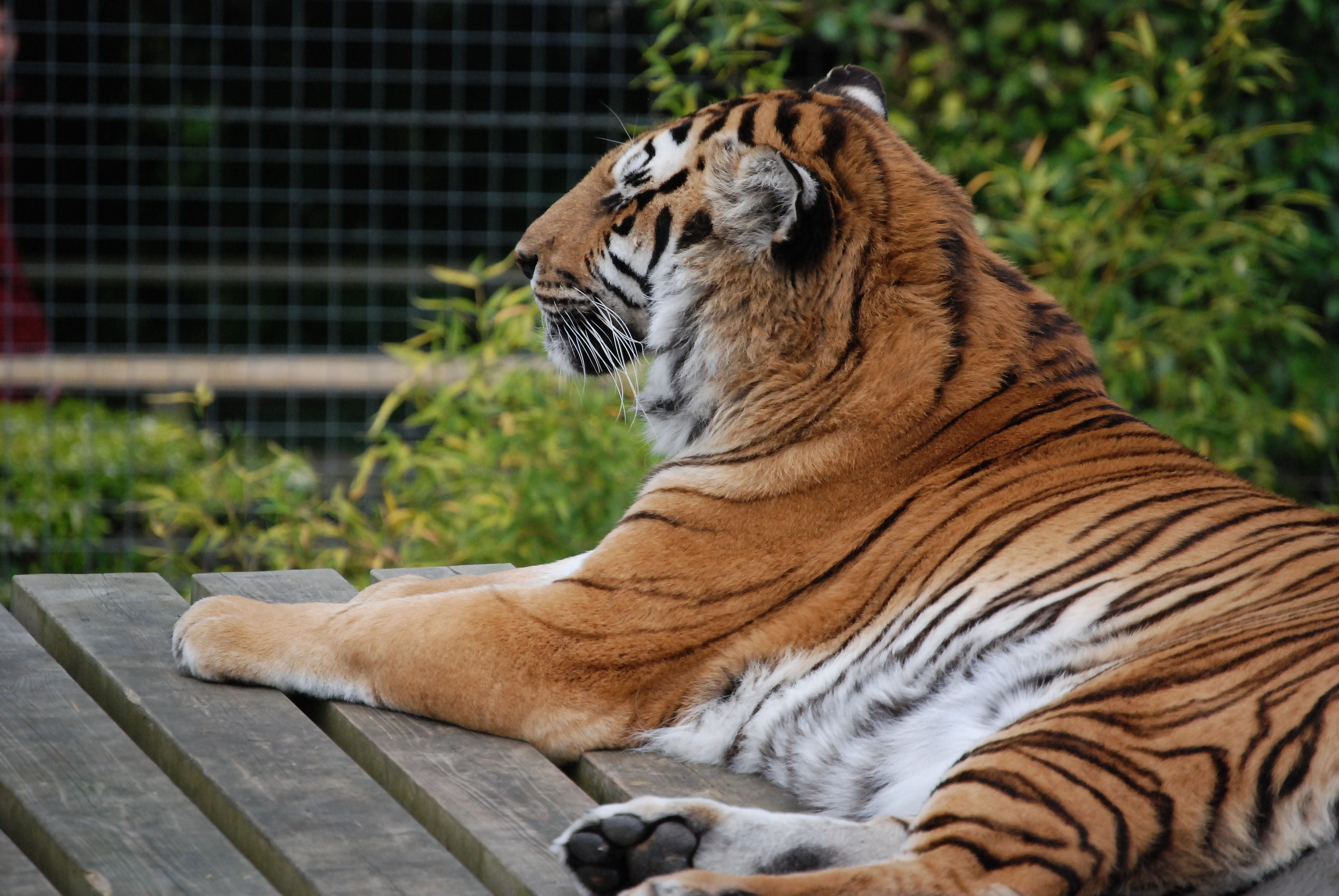 nature, 4K, tiger, animal, focus on foreground, white tiger, carnivore, striped, one animal, cat, animal head, no people, resting, domestic animals, wildlife, HD Wallpaper