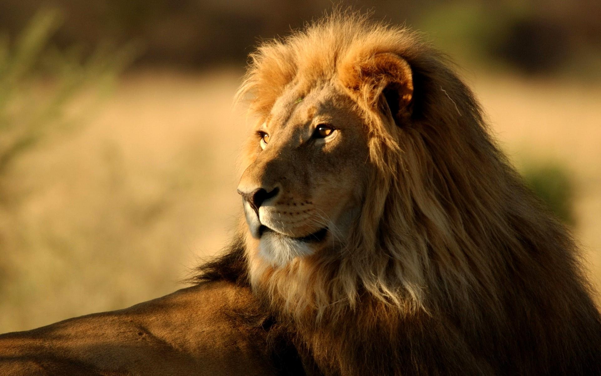 1080P, animal, king, brown, animals, lion, illustration, jungle, predator, magnificent, wild, HD Wallpaper