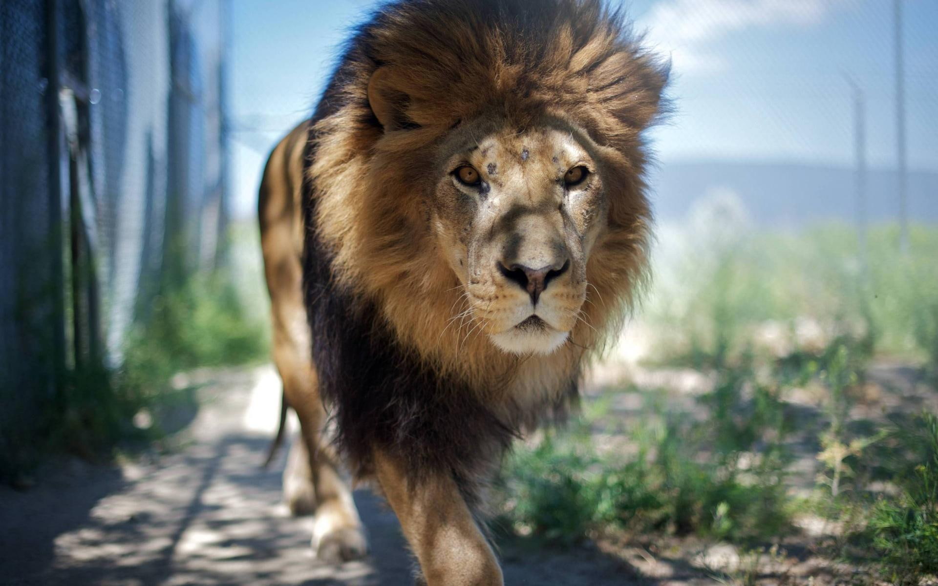 jungle, 1080P, animals, king, lion, animal, HD Wallpaper