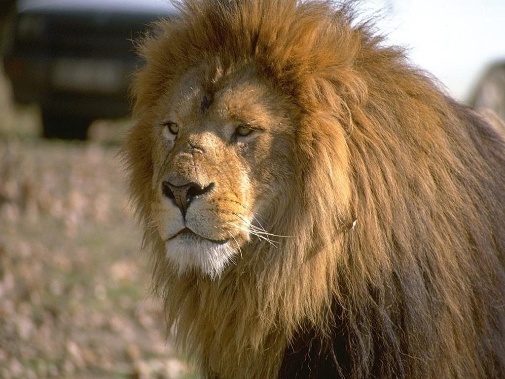 animals, hd, 480P, King, art, jungle, Lion, HD Wallpaper