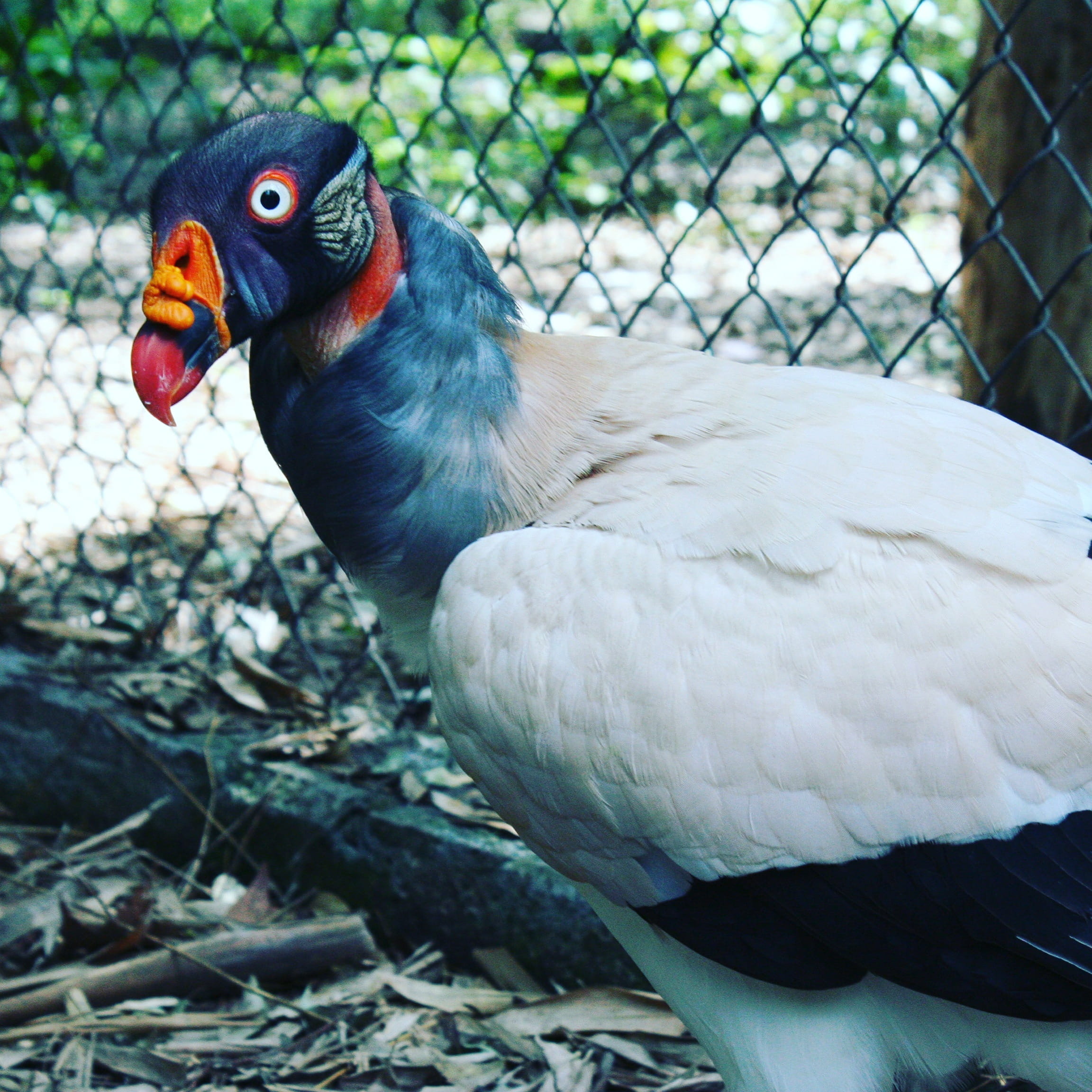 sarcoramphus papa, feather, condor real, animal wildlife, raven real, no people, focus on foreground, side view, animal themes, King Vulture, king zope, Phone HD Wallpaper
