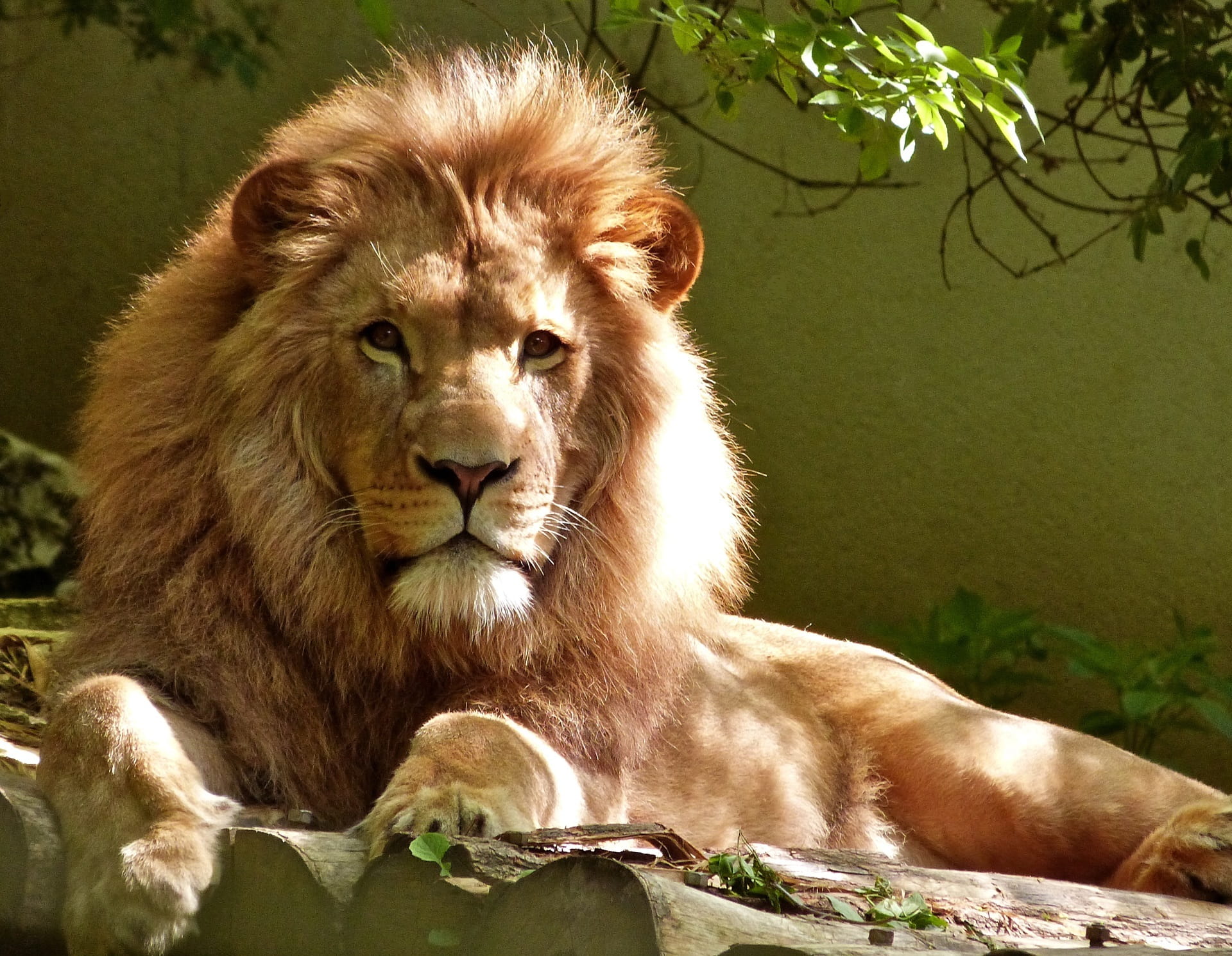 close, day, no people, one animal, animals in the wild, majestic, safari, 1080P, outdoors, wildlife, cat, sitting, zoo, nature, mammal, animal wildlife, HD Wallpaper