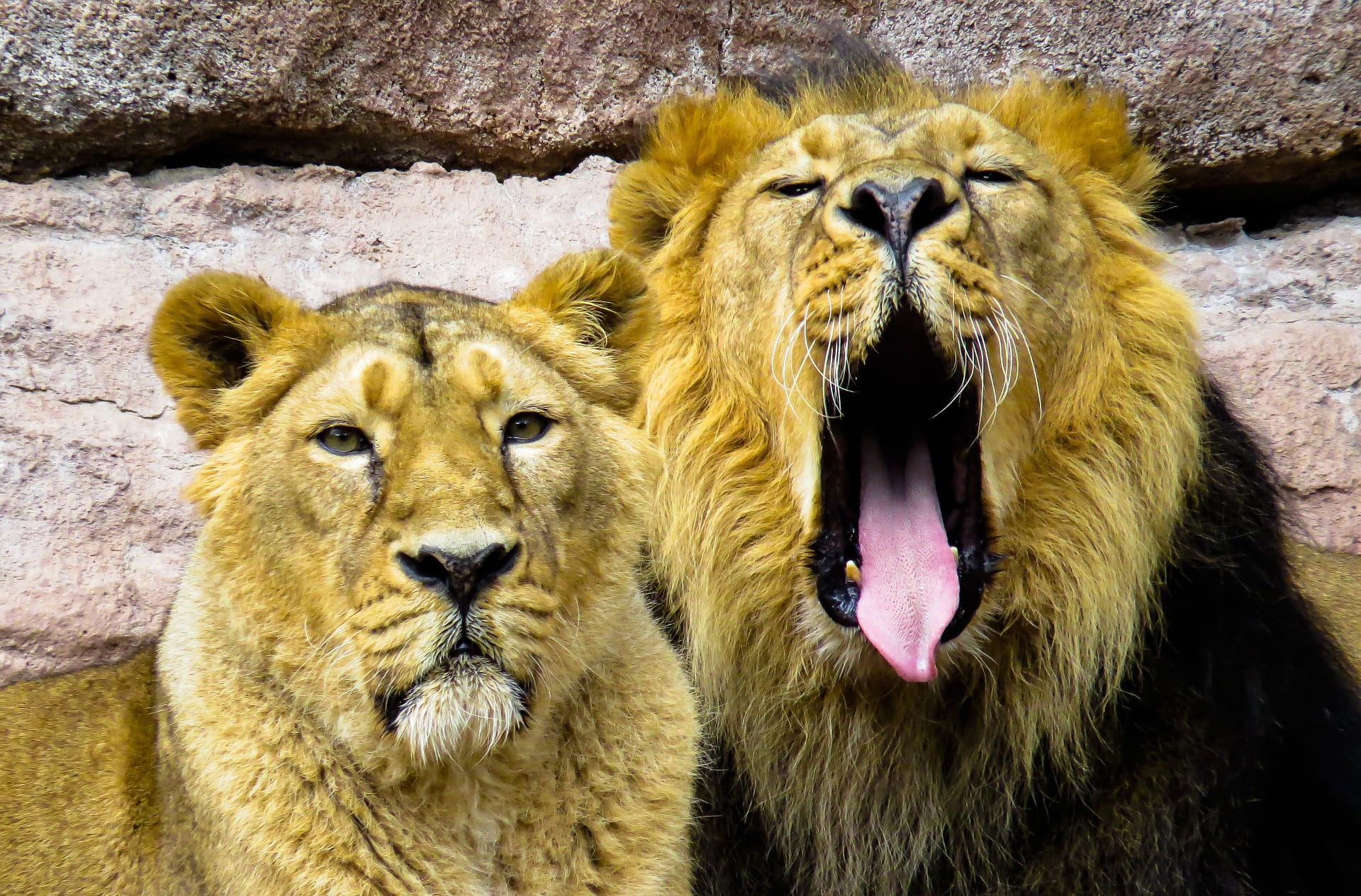 animal family, mouth open, big cat, no people, king, female animal, animal wildlife, royal, cat, mouth, animal body part, family, 1080P, jungle, park, HD Wallpaper