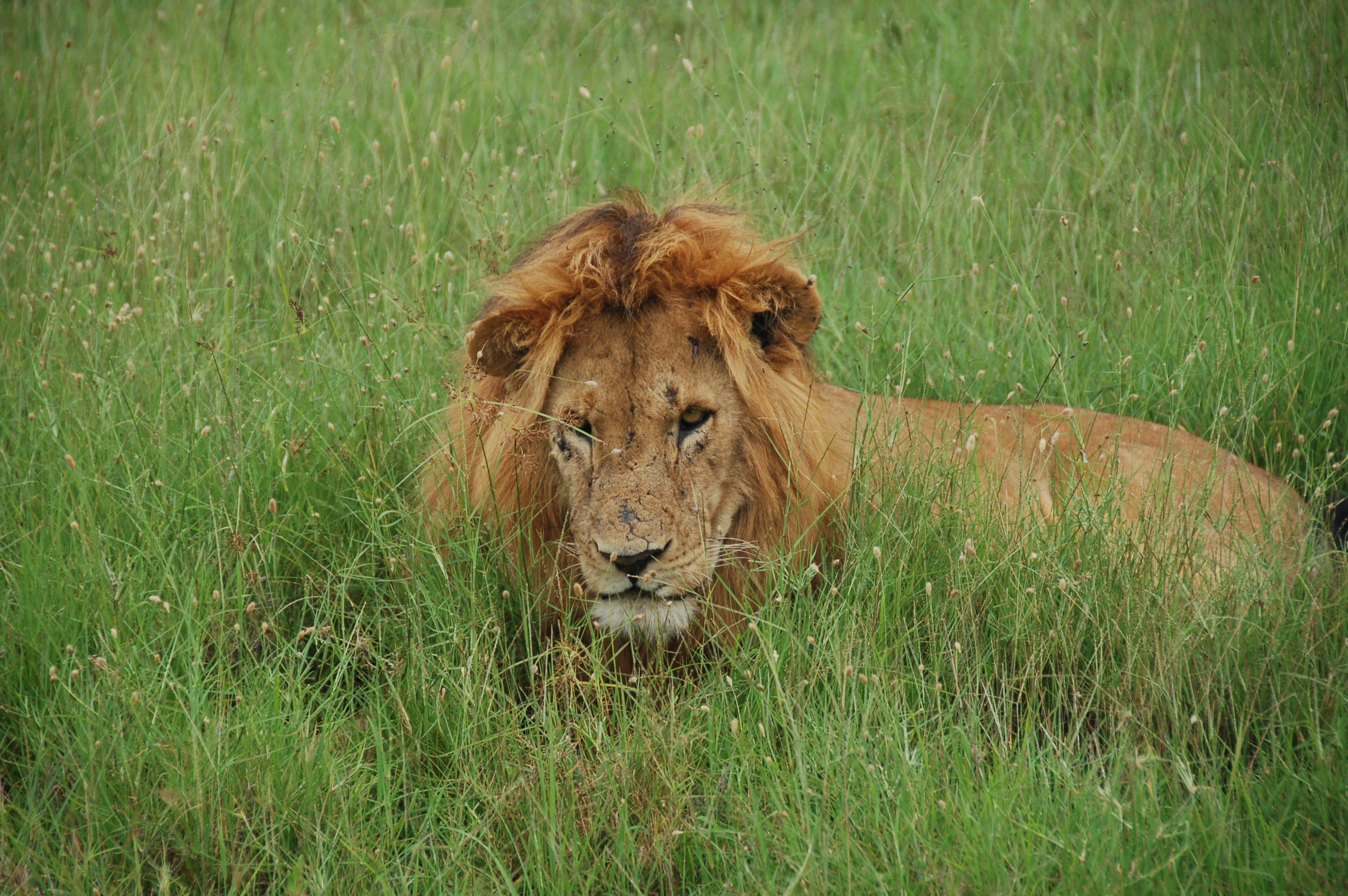 green color, tom, plant, feline, lion, animals in the wild, king of the jungle, animal, wild as the, undomesticated cat, africa, animal wildlife, nature, HD Wallpaper