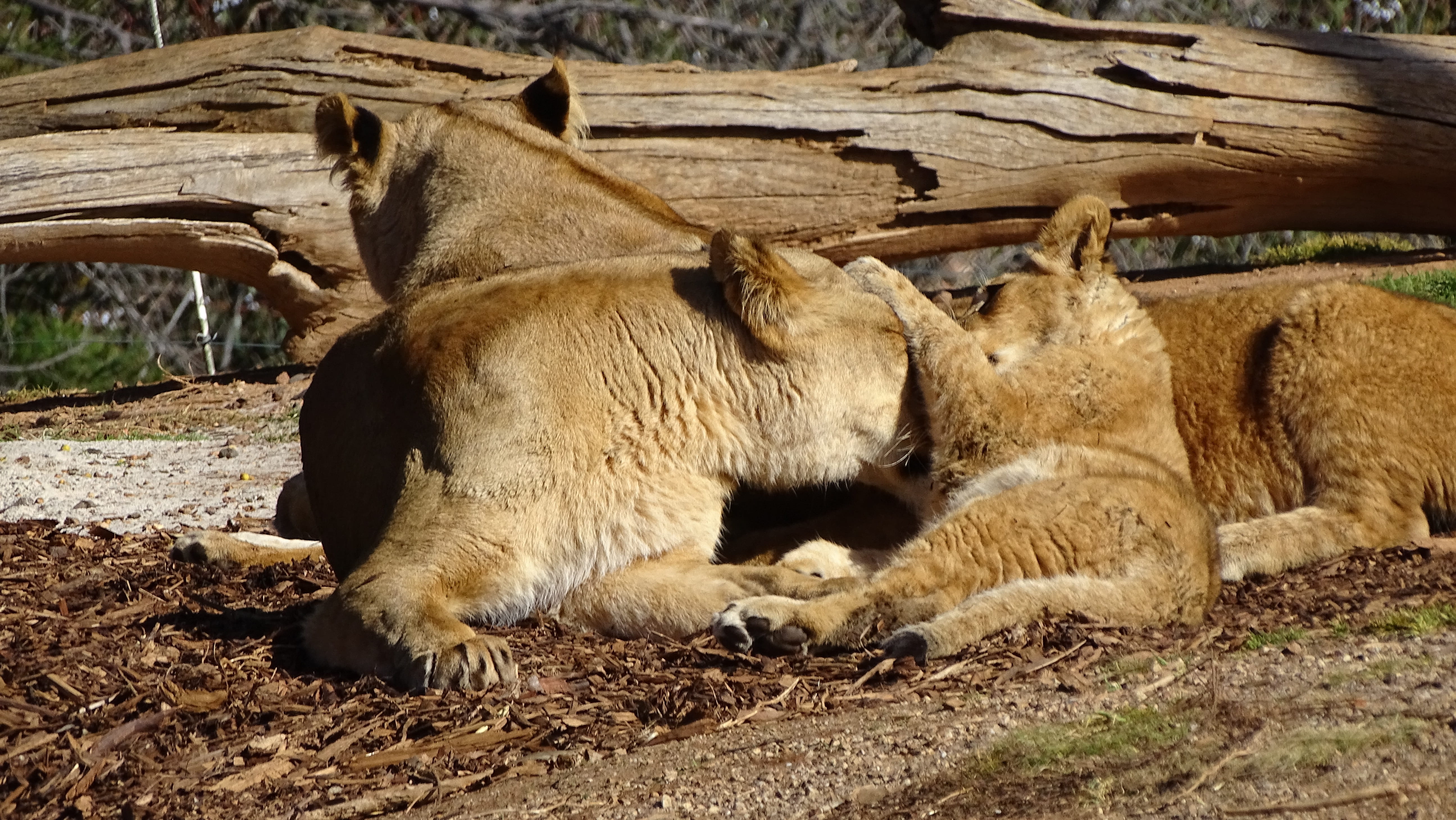 nature, african-lion, pride of lions, domestic animals, pride, day, werribee zoo, bear, animal wildlife, resting, big-cat, no people, one animal, cat, outdoors, HD Wallpaper