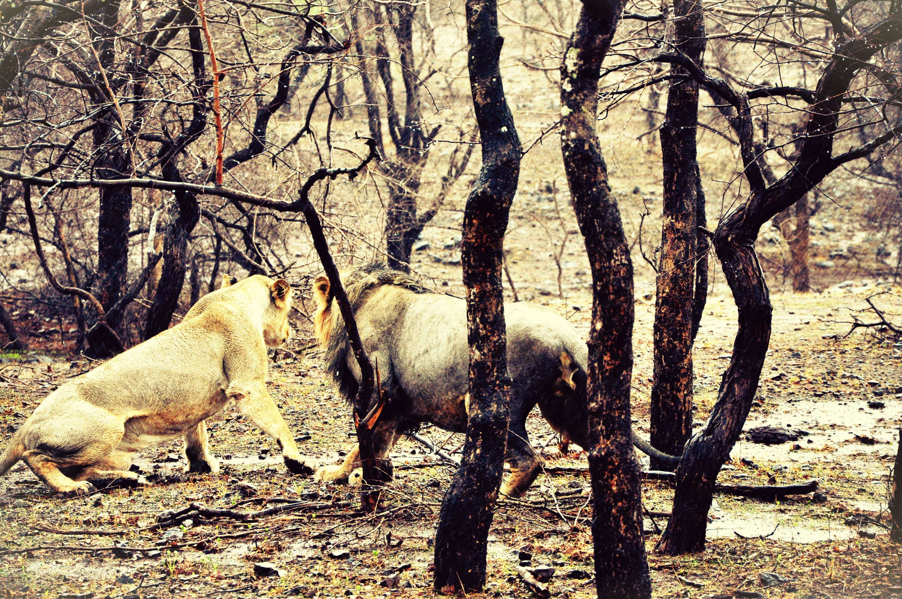 bare tree, hungry, field, animal, big cat, daylight, nature, landscape, plant, color, day, trunk, forest, domestic animals, jungle, environment, vertebrate, HD Wallpaper