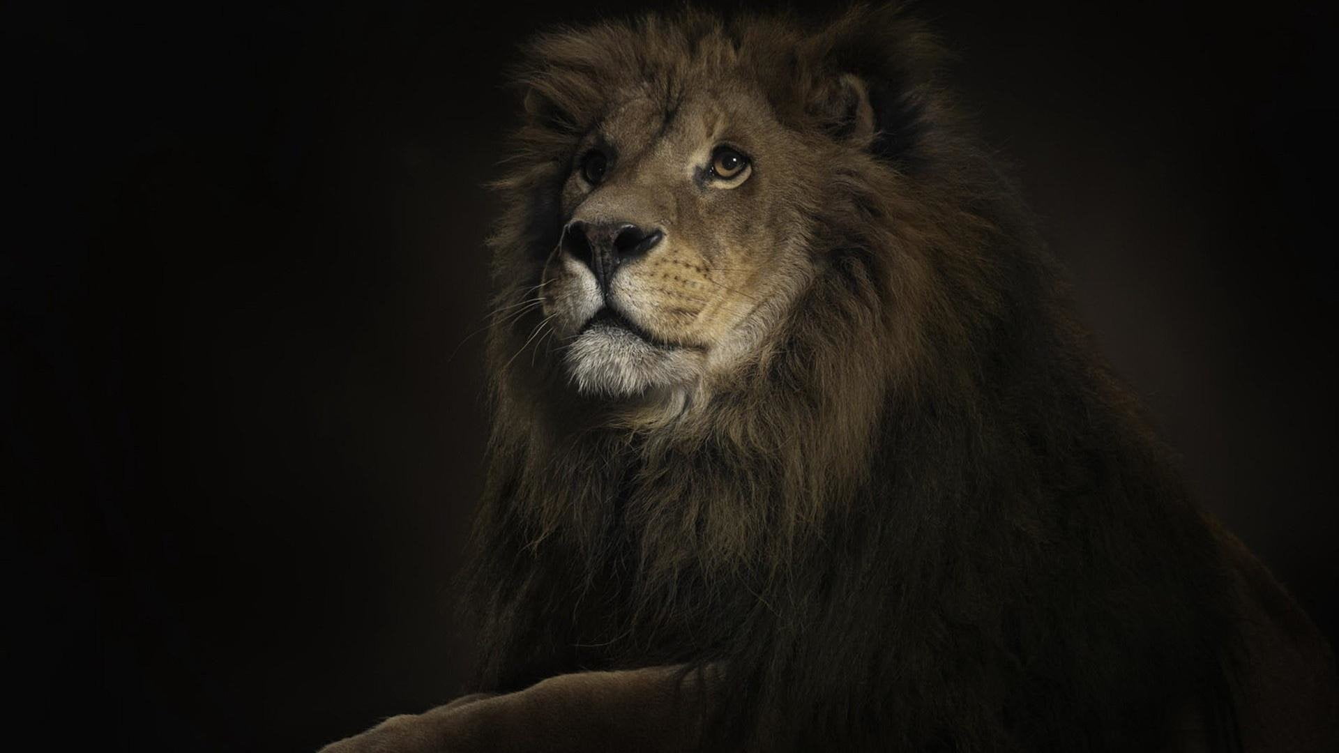 Leo, handsome, 1080P, the king of the jungle, HD Wallpaper