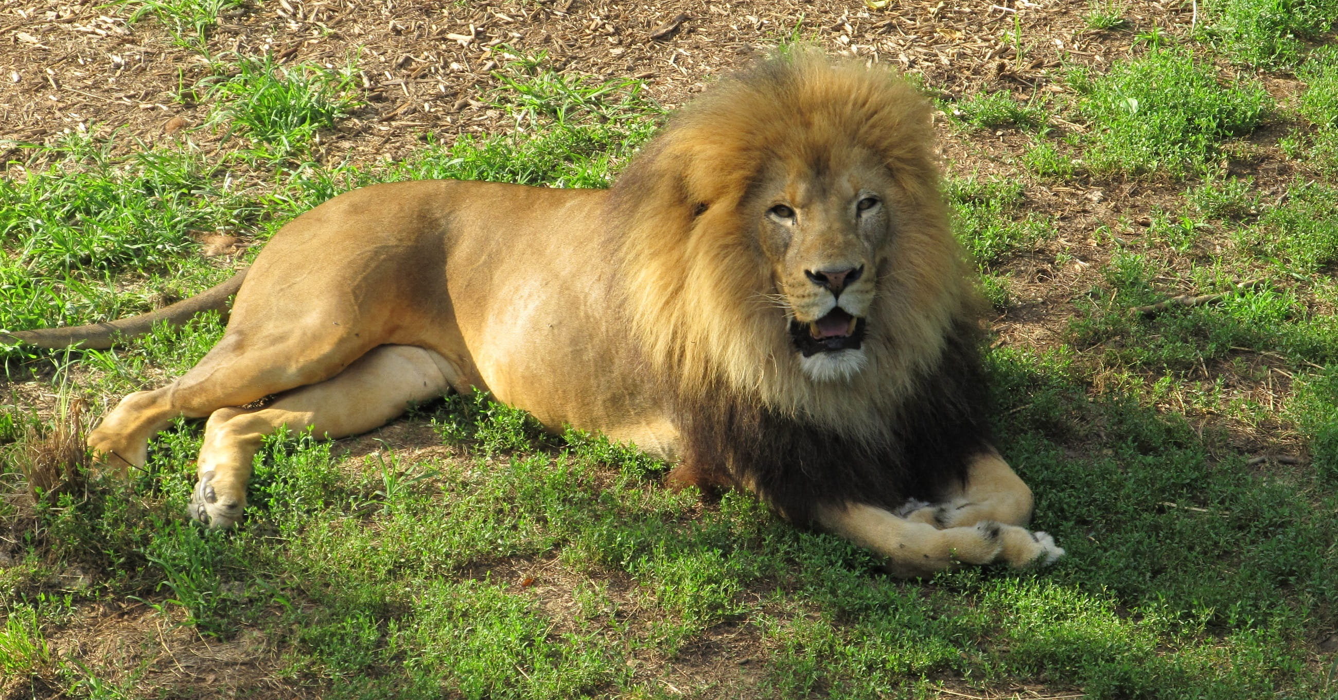 no people, fur, male, hunter, plant, king of the jungle, portrait, land, leo, shadows, creature, nature, animal, wildlife, cat, outdoors, big cat, zoo, HD Wallpaper