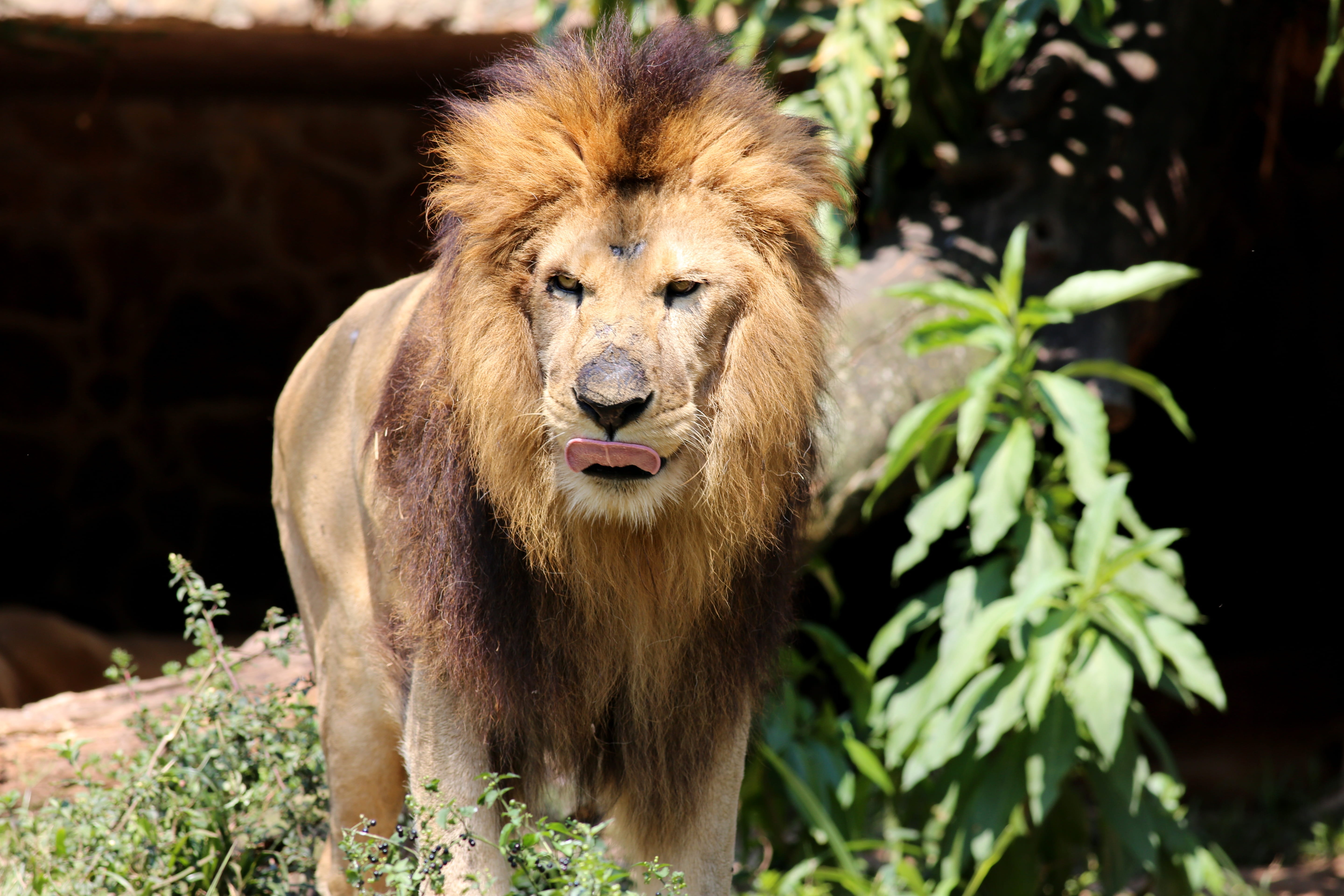 portrait, male animal, animal themes, carnivora, animal wildlife, nature, feline, animal, carnivore, wild, 5K, no people, vertebrate, brave, lion - feline, HD Wallpaper