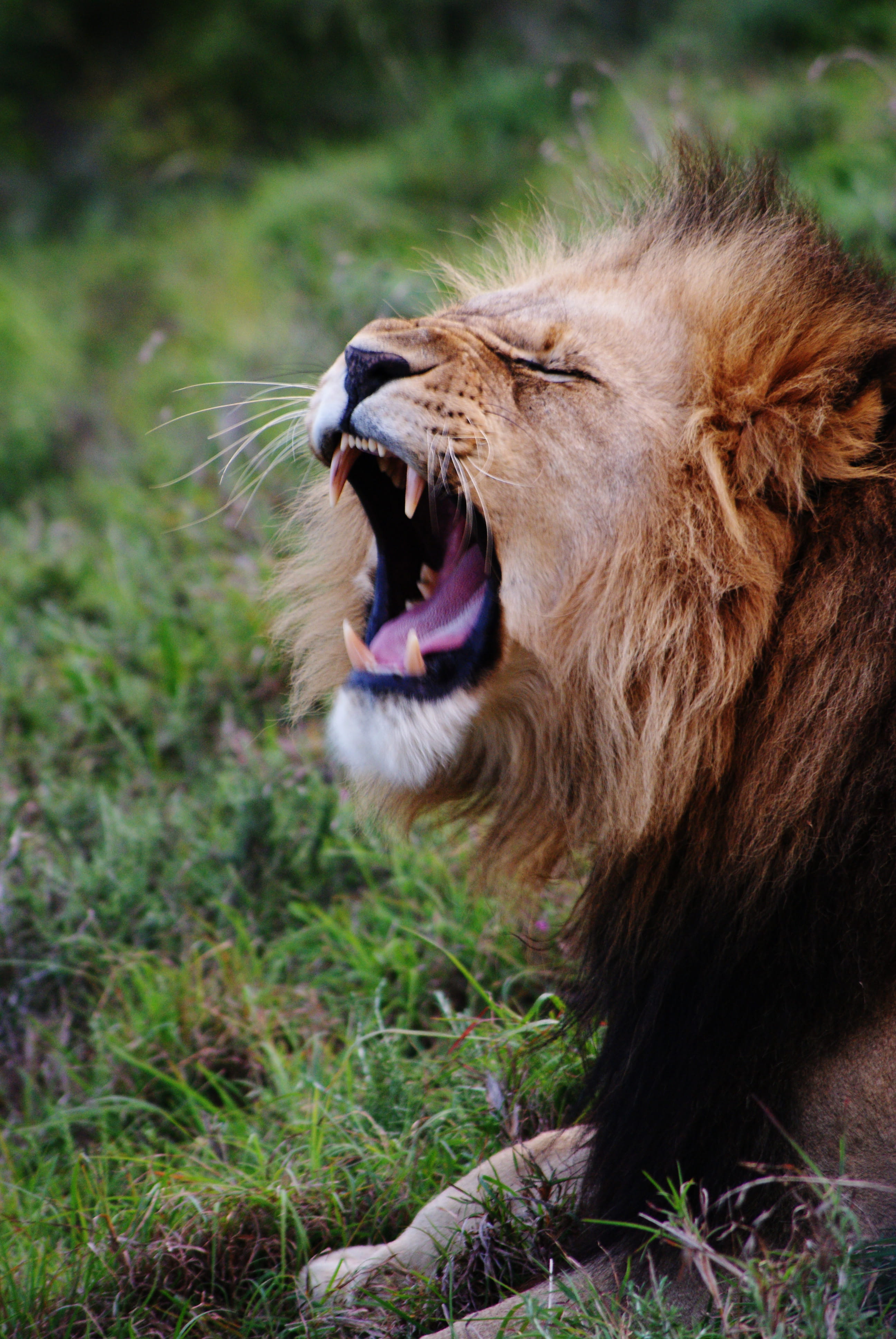 pet, animal wildlife, one animal, nature, canine, mouth, yawning, grahamstown, mammal, mighty, cat, grass, safari, game drive, dog, vertebrate, mouth open, Phone HD Wallpaper