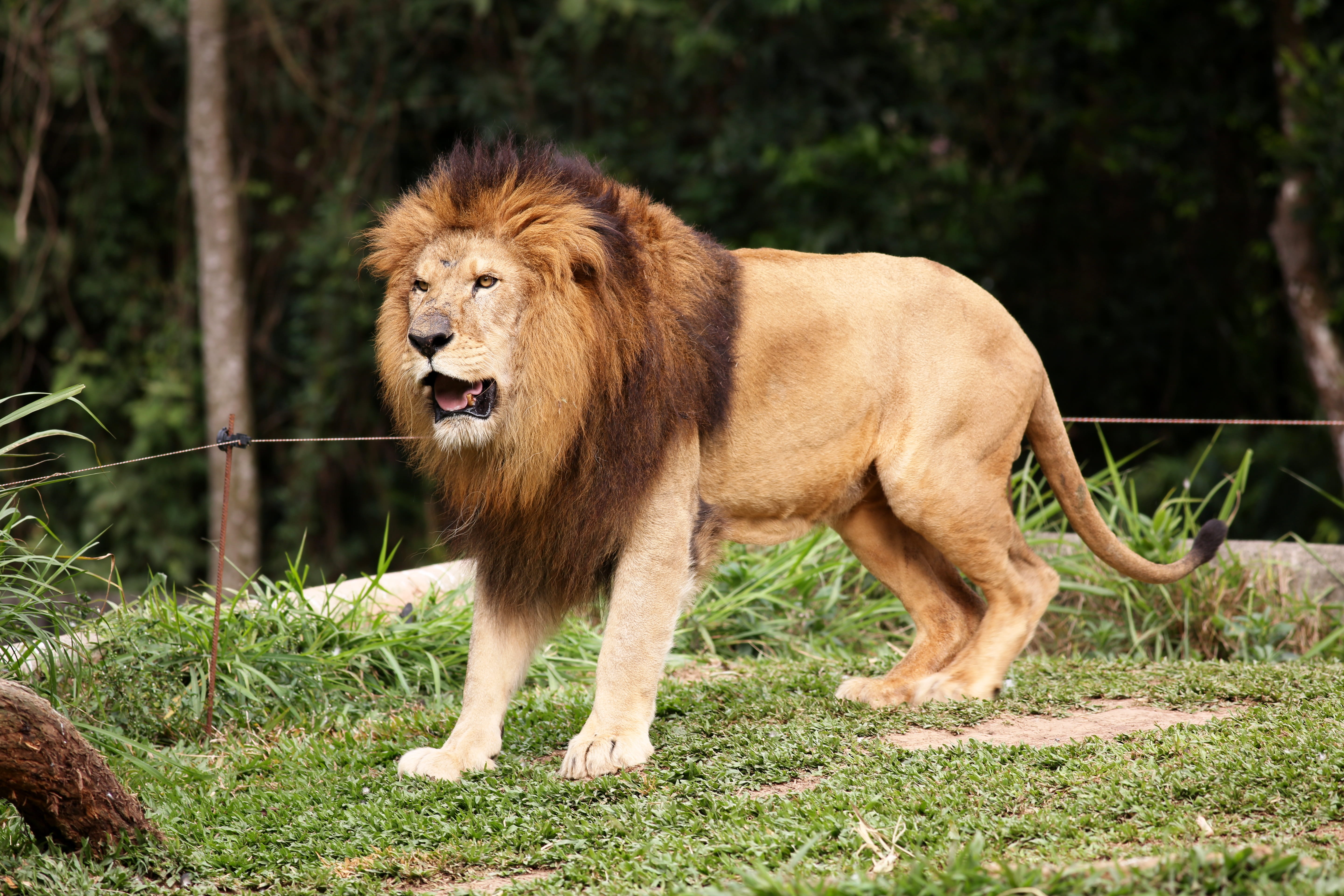 outdoors, animals in the wild, brave, brown, king of the jungle, grass, nature, animal themes, lion, feline, mammal, animal wildlife, of profile, no people, HD Wallpaper