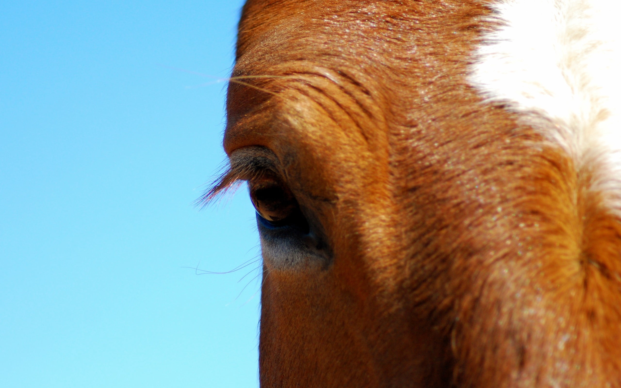 portrait, domestic, vertebrate, meadow, looking, animal body part, animal wildlife, livestock, nature, thoroughbred Horse, close-up, domestic Animals, mammal, HD Wallpaper