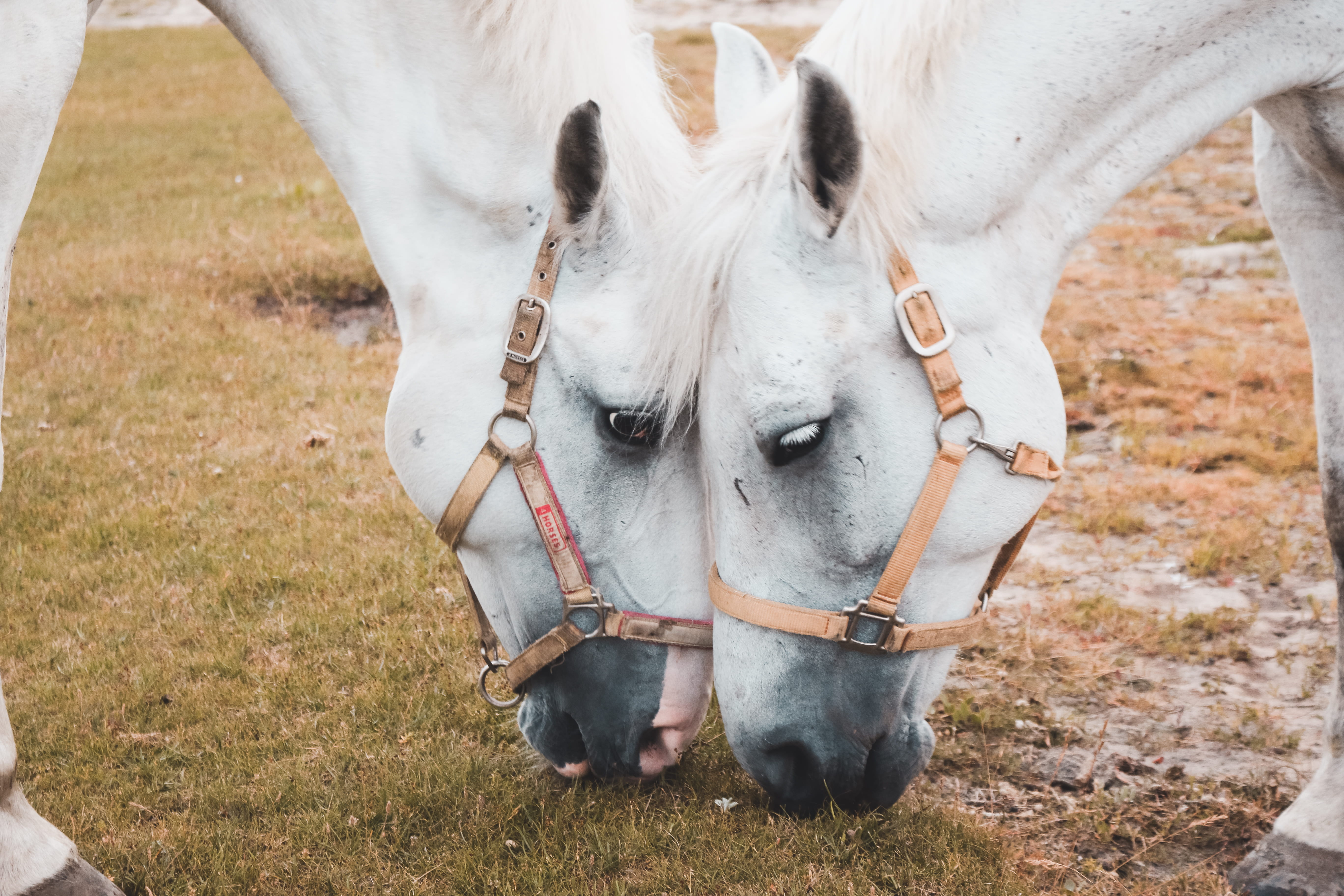 eye, vertebrate, mammal, grasses, eating, field, two, working animal, bridle, plant, animal, wild animal, domestic animals, head, livestock, land, grass, HD Wallpaper
