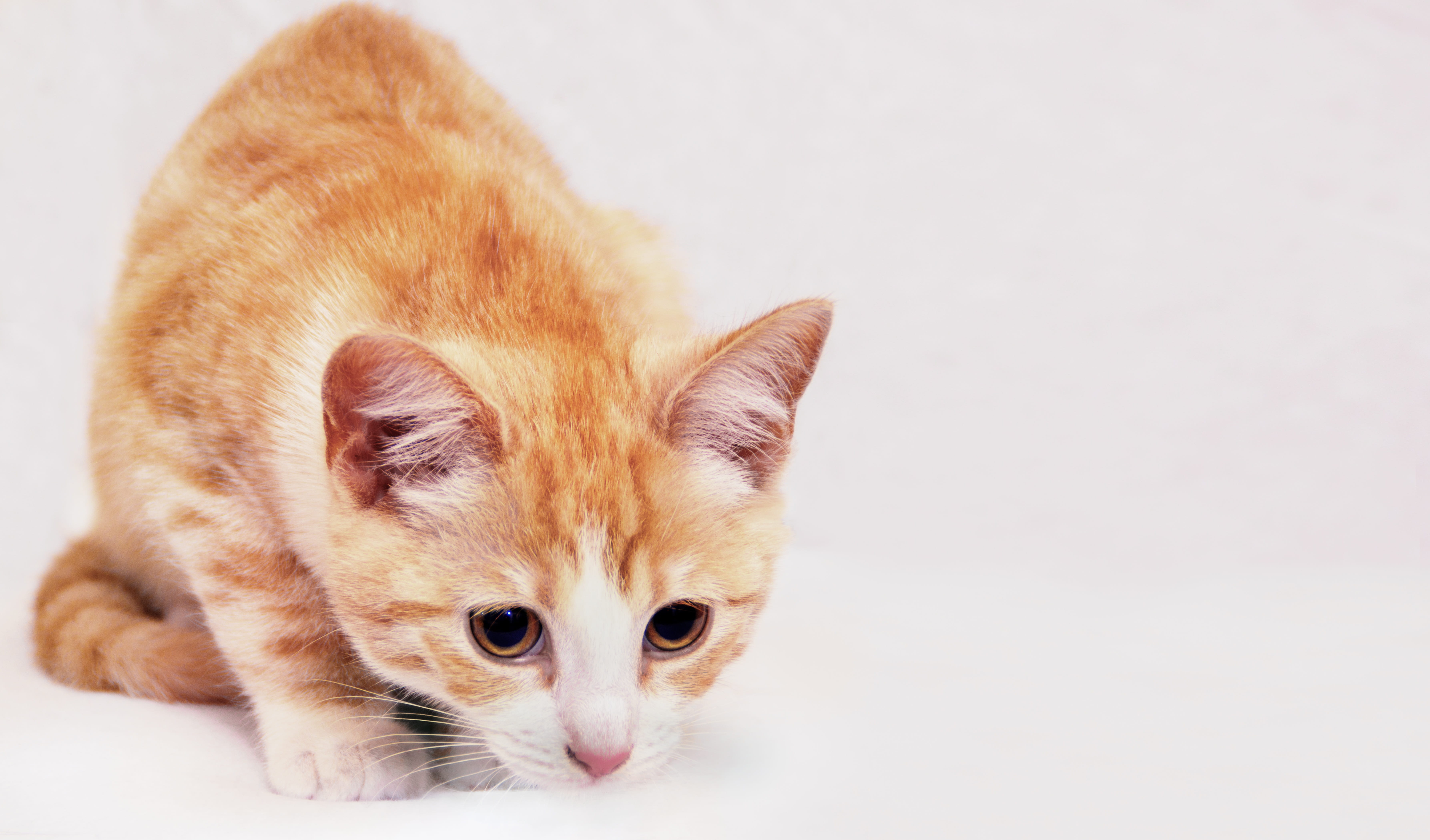 young Animal, domestic Cat, domestic, mammal, orange, white, red, ginger cat, portrait, kitten, animal, cute, looking, vertebrate, Cat, one animal, Smell, HD Wallpaper