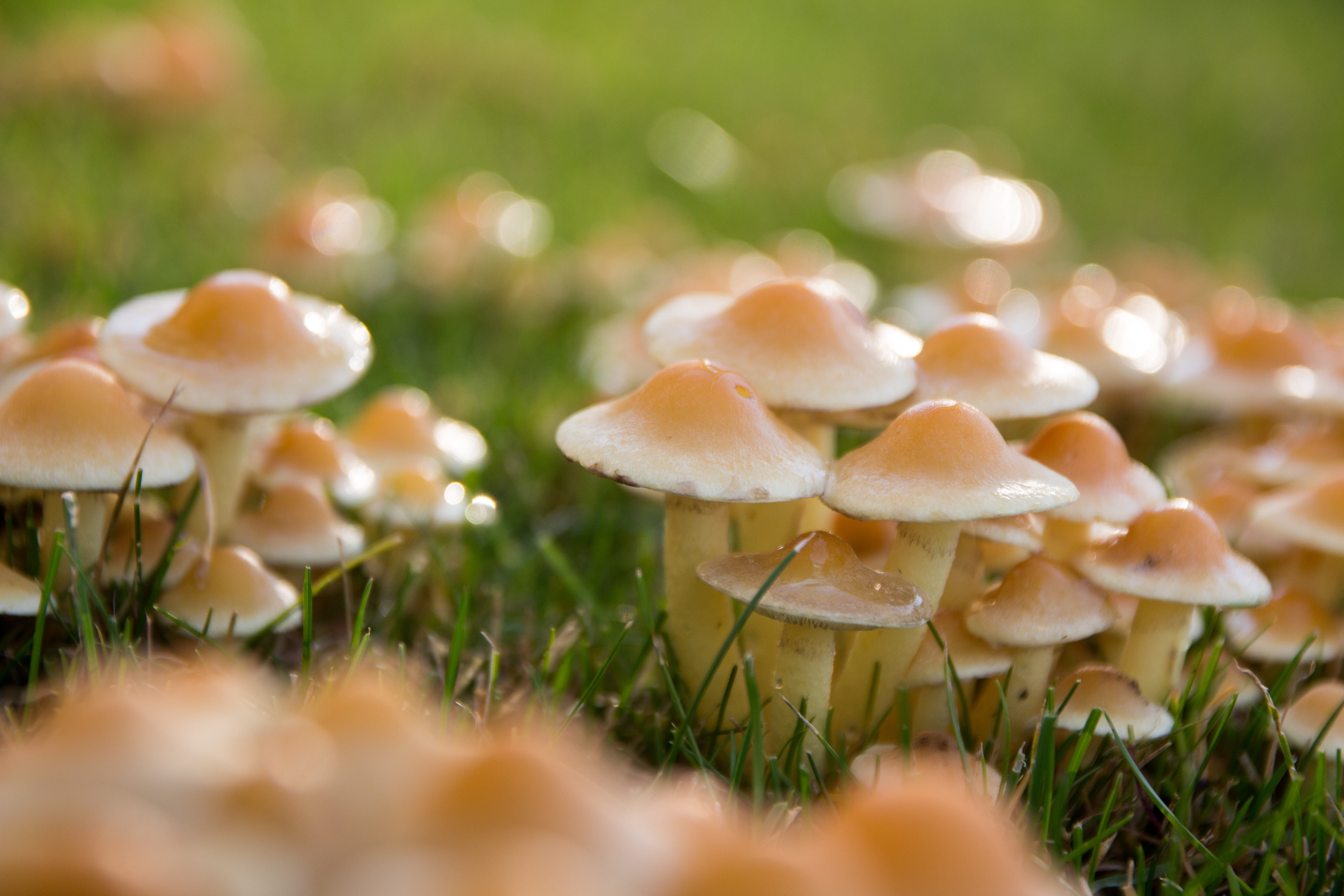 close-up, mystical, green, search, Meadow, outdoors, fungus, eliminate, food and drink, 5K, day, morgentau, food, surface level, close, color Image, group, HD Wallpaper
