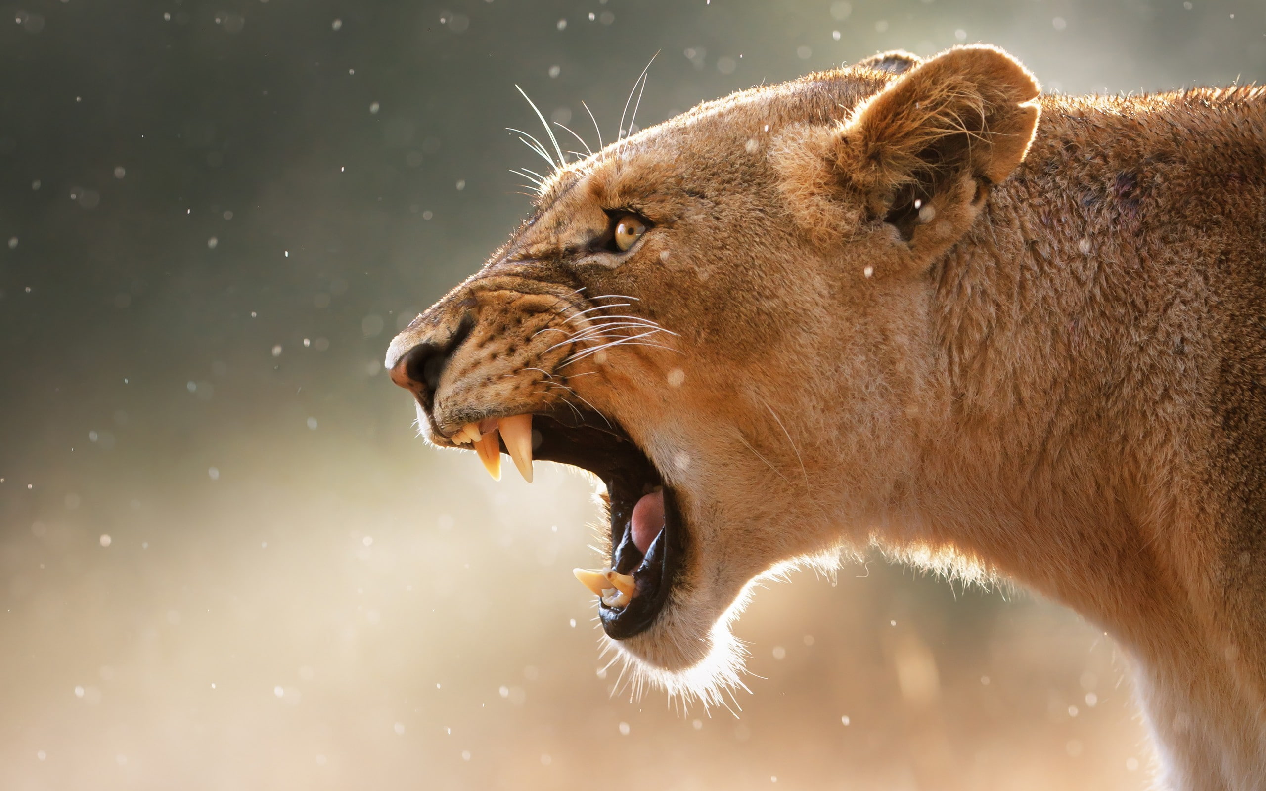 roar, 2K, animals, lion, nature, HD Wallpaper
