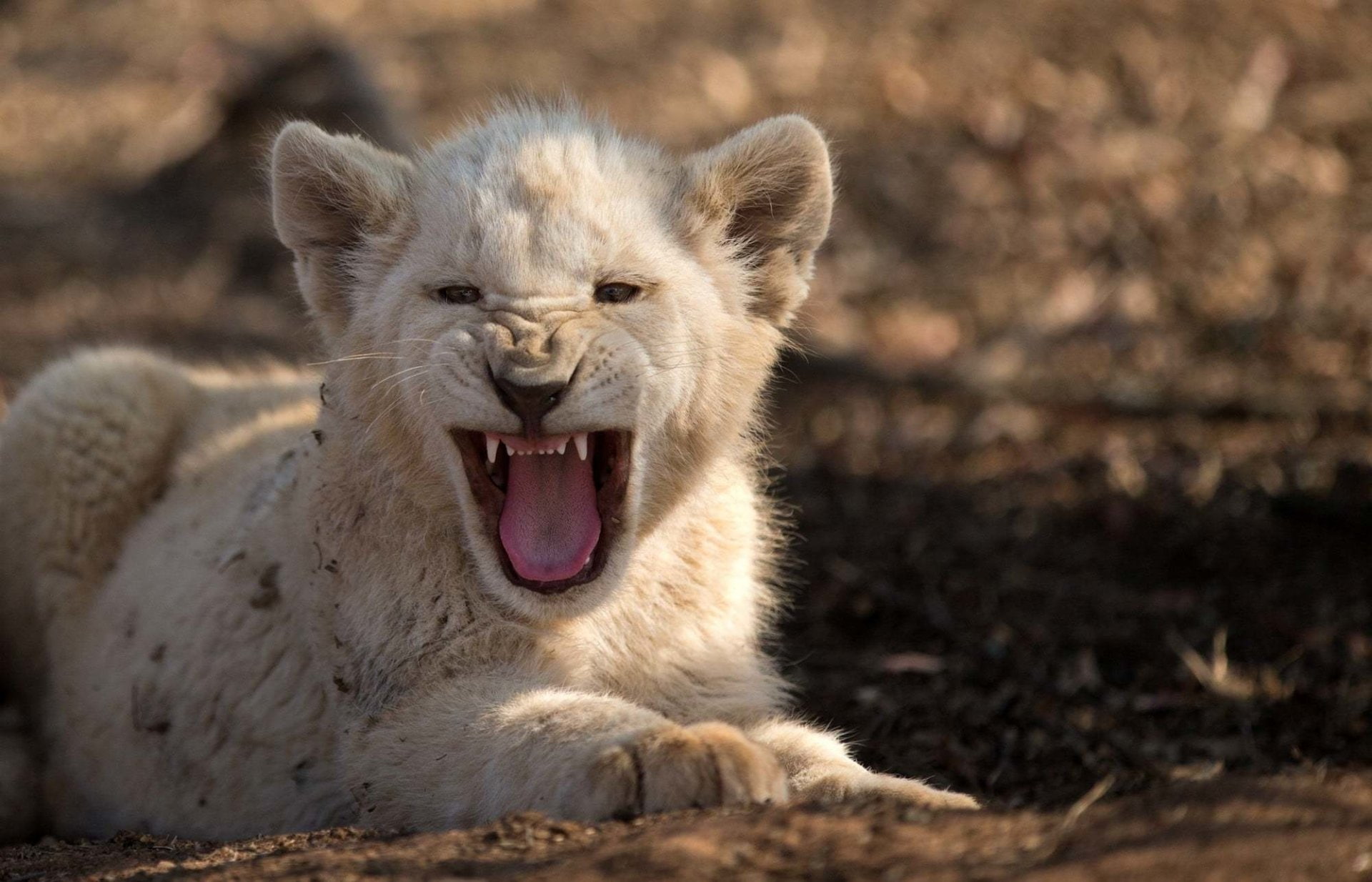 Cub, White Lion, 1080P, Baby Animal, Animal, Roar, HD Wallpaper